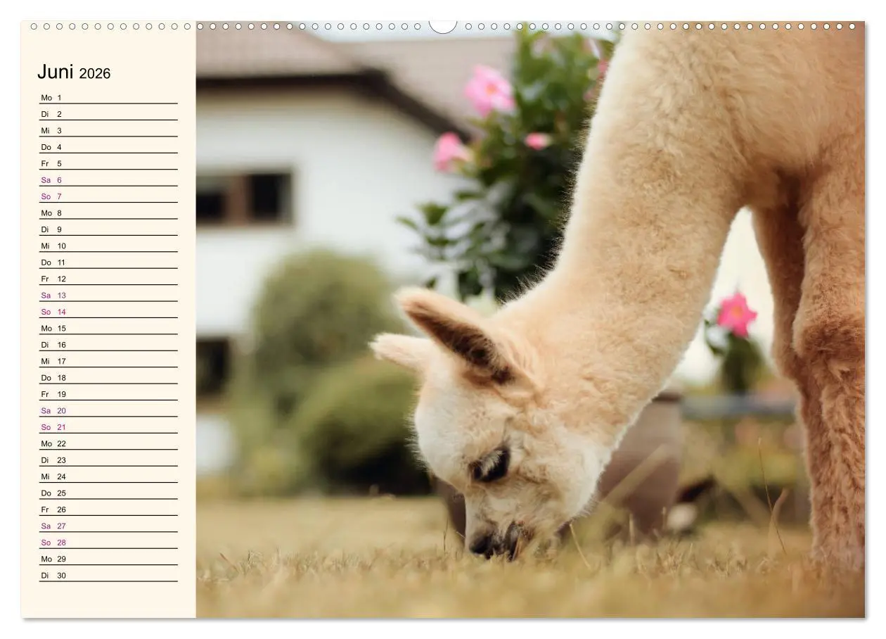 Bild: 9783457716540 | Alpakas im Blumenzauber (hochwertiger Premium Wandkalender 2026 DIN...