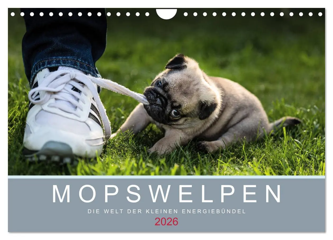 Cover: 9783457886540 | Mopswelpen (Wandkalender 2026 DIN A4 quer), CALVENDO Monatskalender
