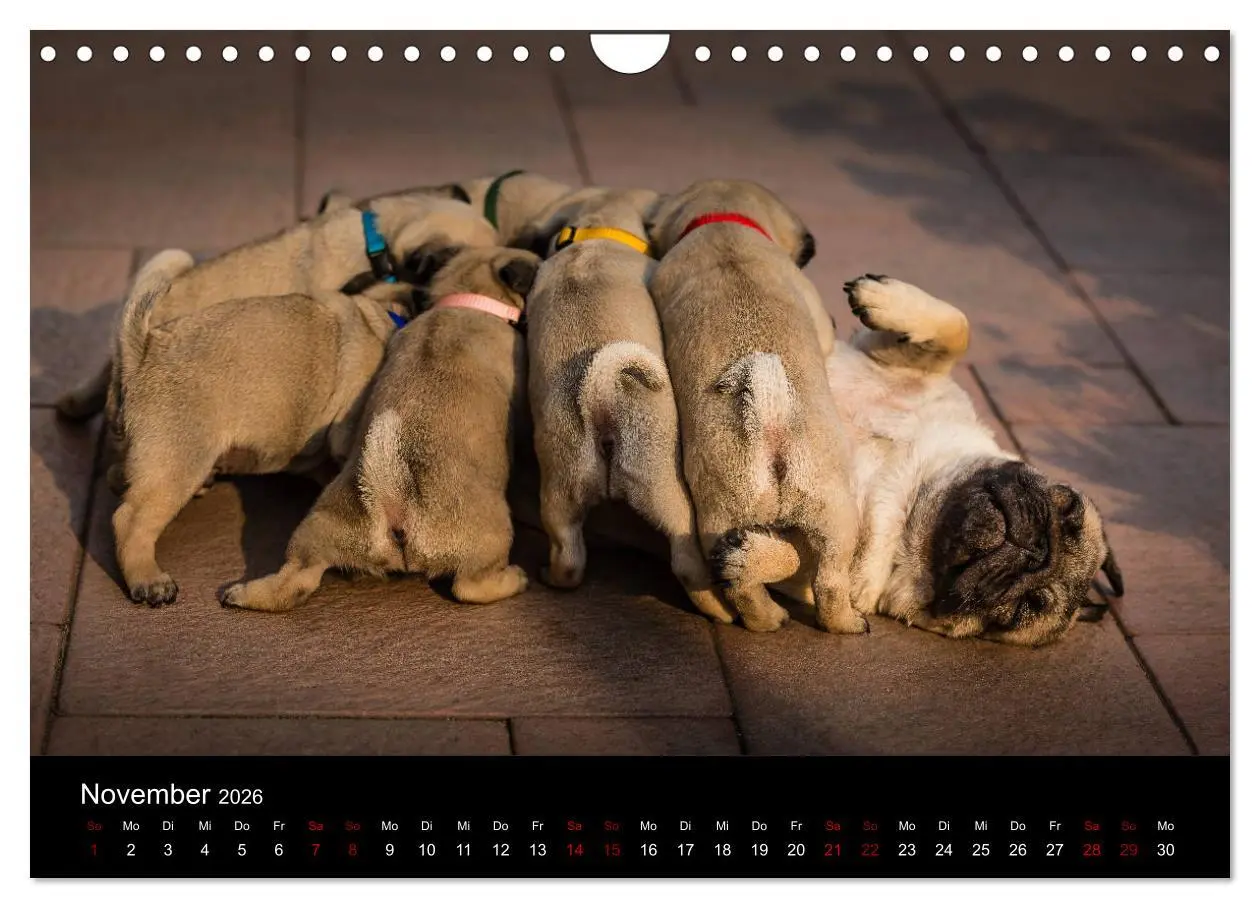 Bild: 9783457886540 | Mopswelpen (Wandkalender 2026 DIN A4 quer), CALVENDO Monatskalender