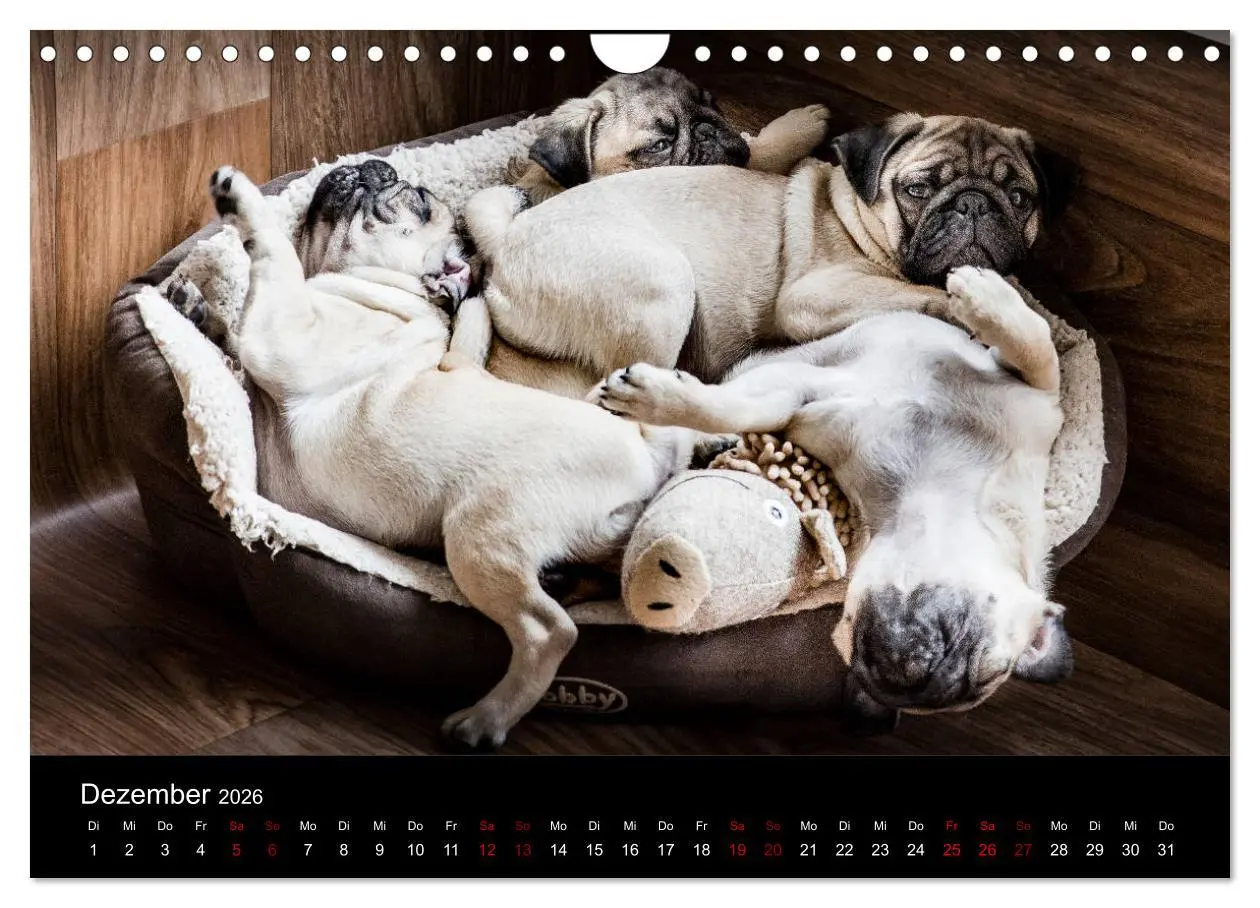 Bild: 9783457886540 | Mopswelpen (Wandkalender 2026 DIN A4 quer), CALVENDO Monatskalender