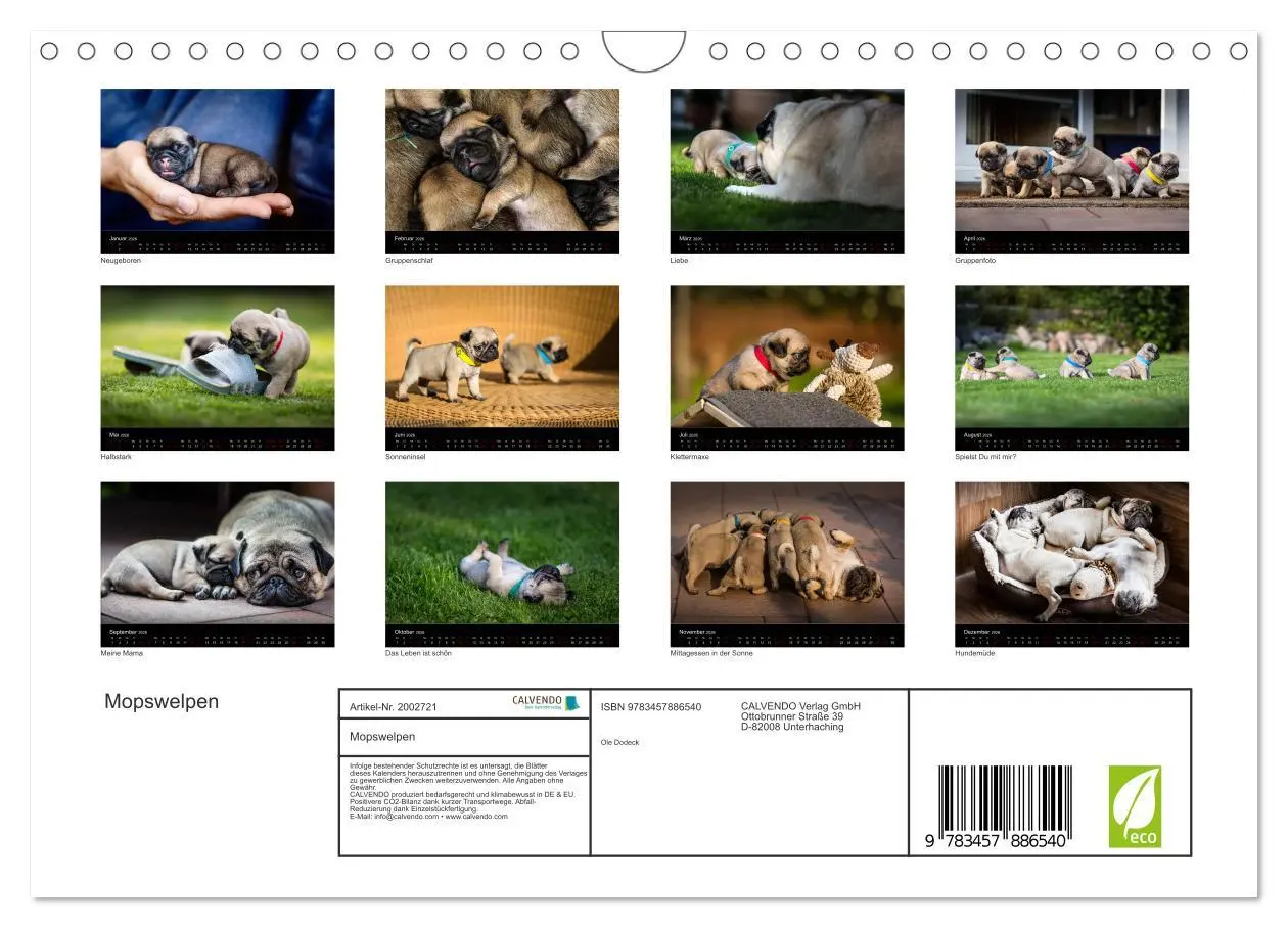 Bild: 9783457886540 | Mopswelpen (Wandkalender 2026 DIN A4 quer), CALVENDO Monatskalender