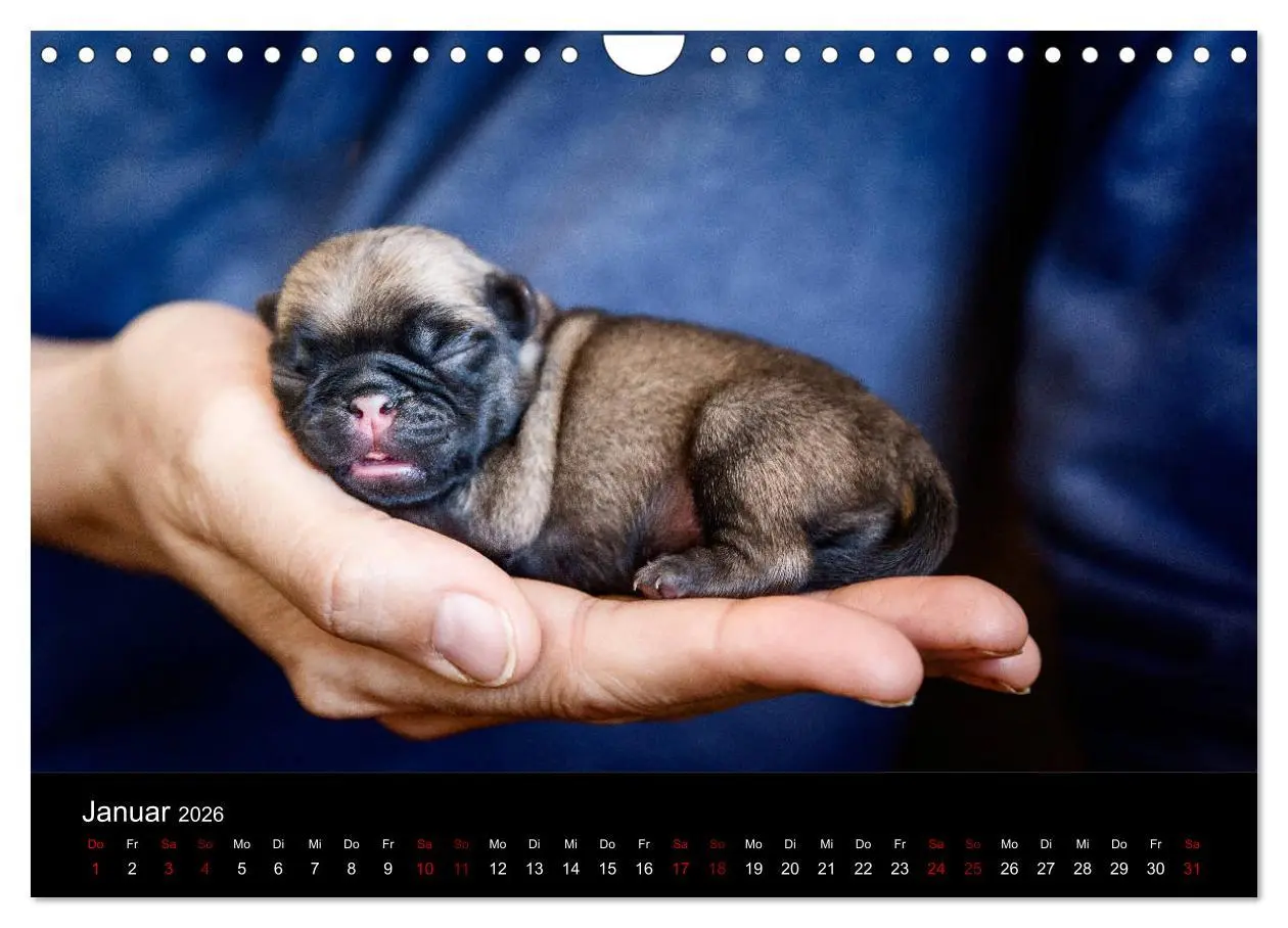 Bild: 9783457886540 | Mopswelpen (Wandkalender 2026 DIN A4 quer), CALVENDO Monatskalender