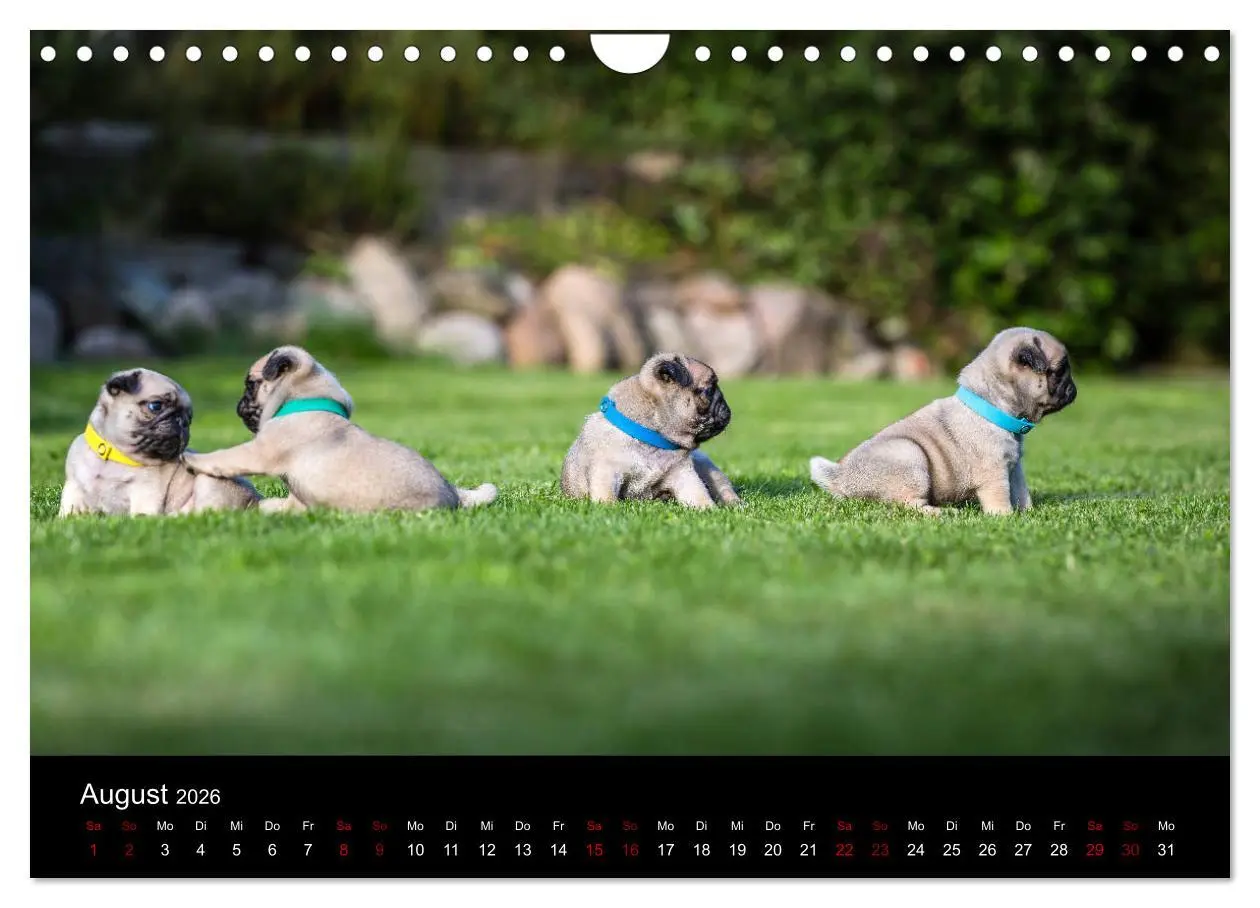 Bild: 9783457886540 | Mopswelpen (Wandkalender 2026 DIN A4 quer), CALVENDO Monatskalender