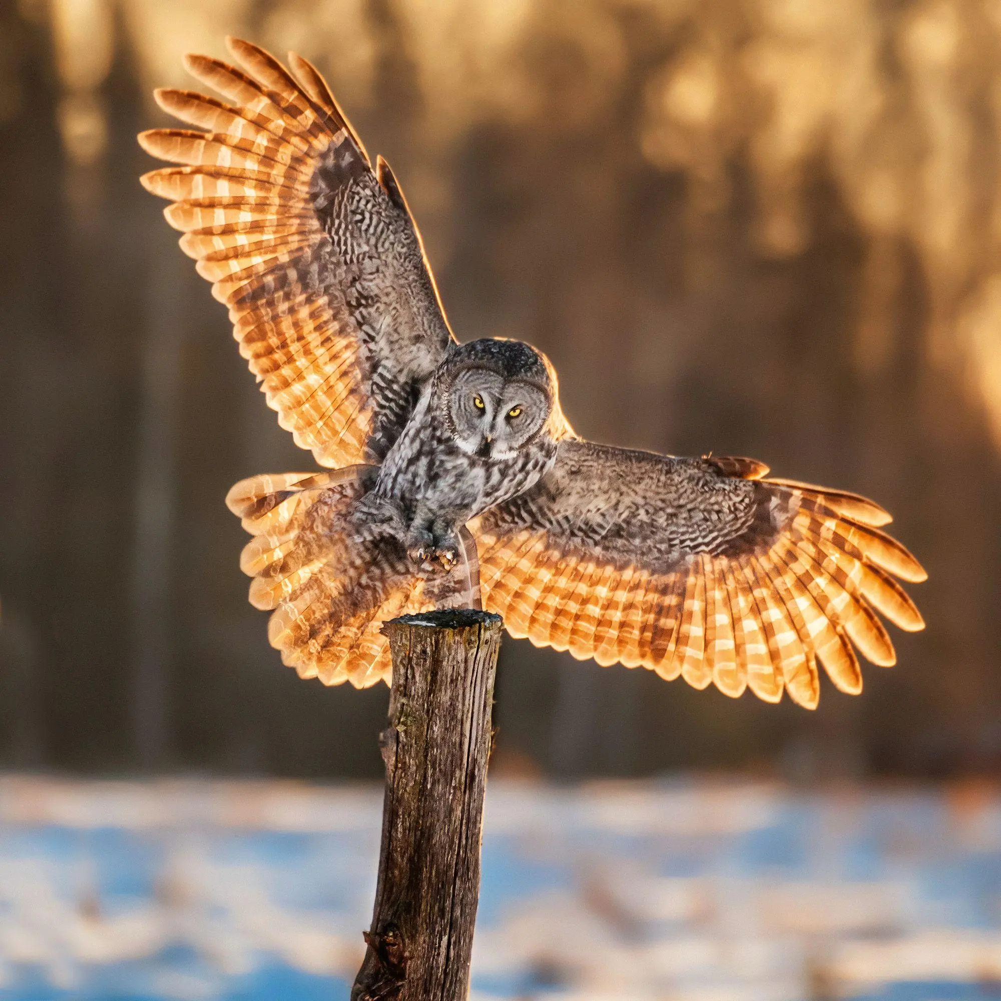 Bild: 9783959296540 | Magic Owls 2027 | Kalender 2027 | Kalender | Wonderful World | 28 S.