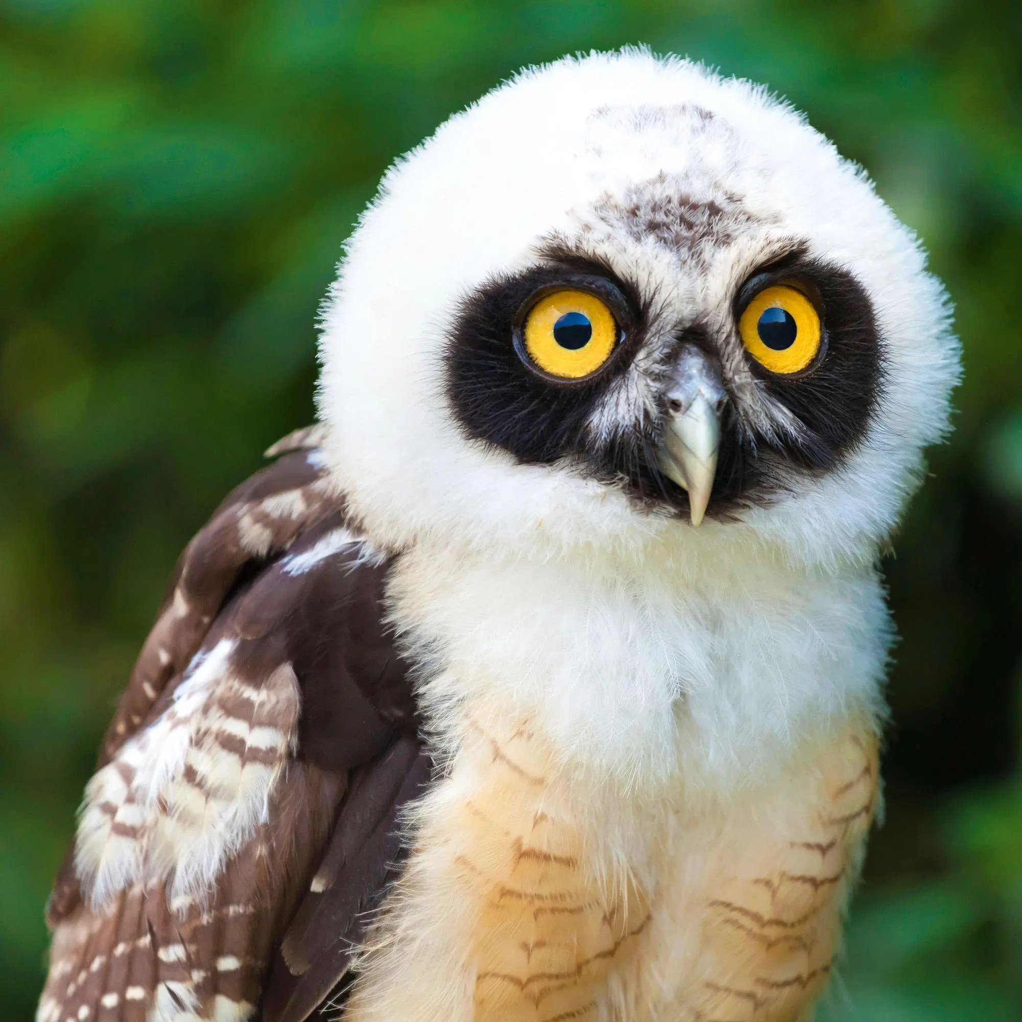 Bild: 9783959296540 | Magic Owls 2027 | Kalender 2027 | Kalender | Wonderful World | 28 S.