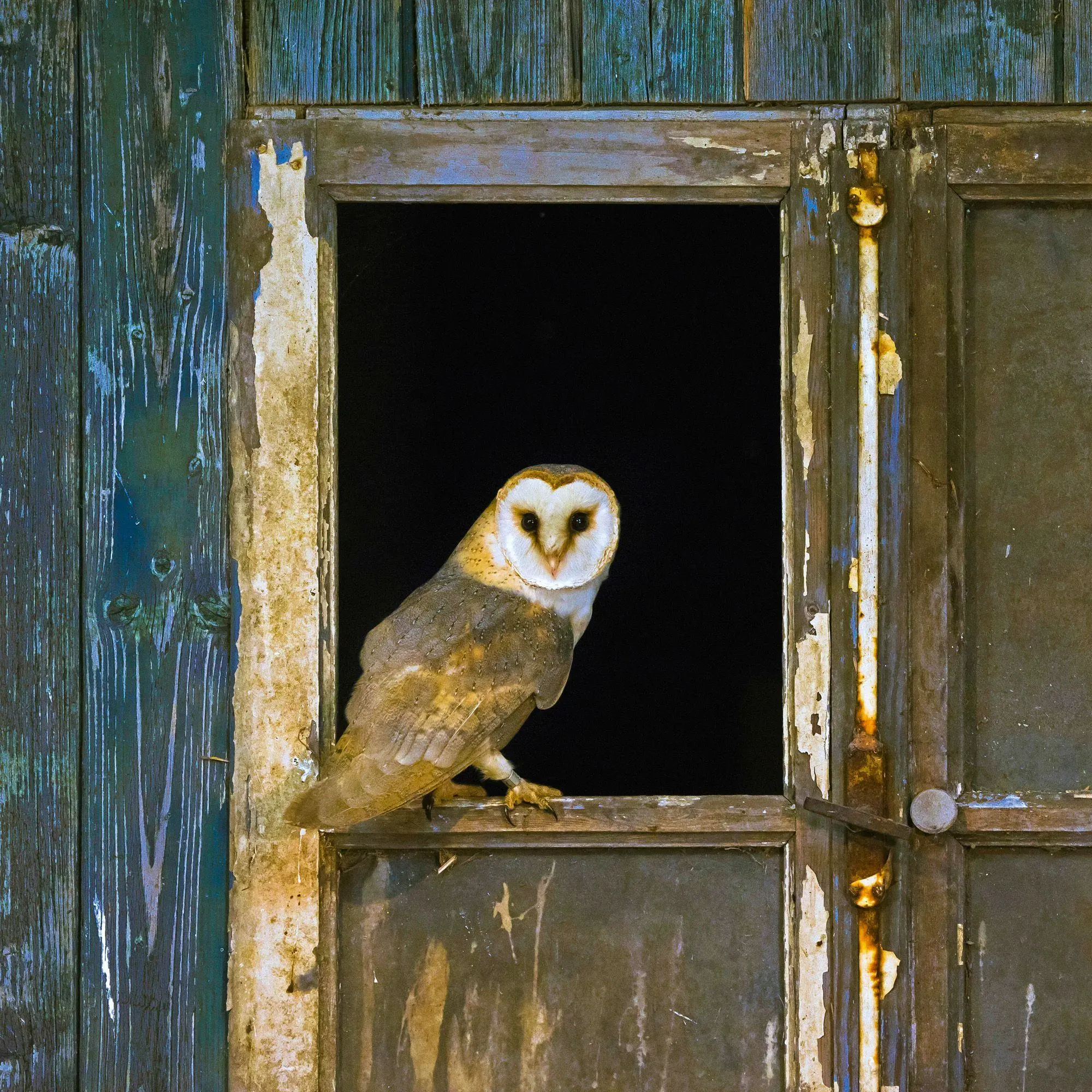Bild: 9783959296540 | Magic Owls 2027 | Kalender 2027 | Kalender | Wonderful World | 28 S.