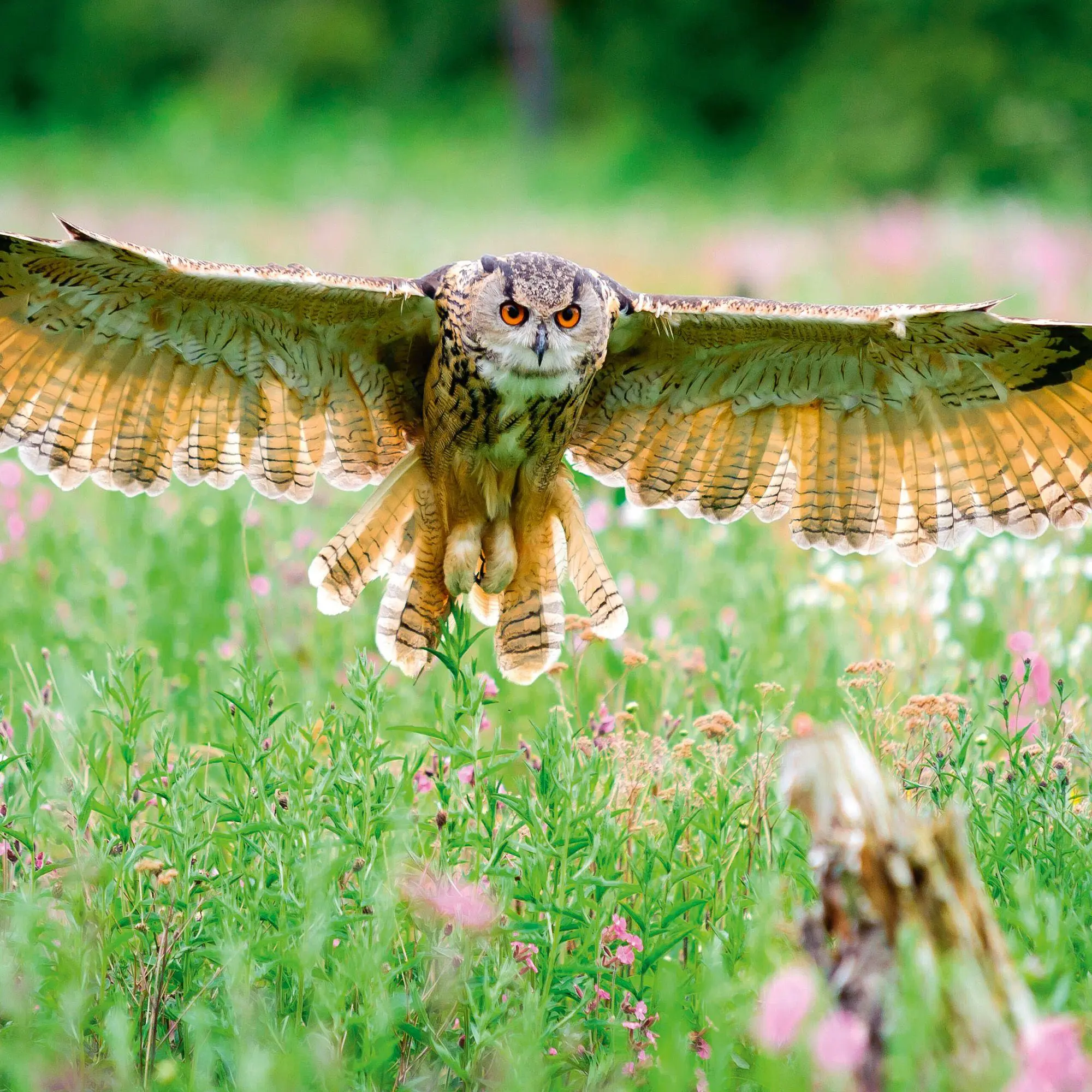 Bild: 9783959296540 | Magic Owls 2027 | Kalender 2027 | Kalender | Wonderful World | 28 S.