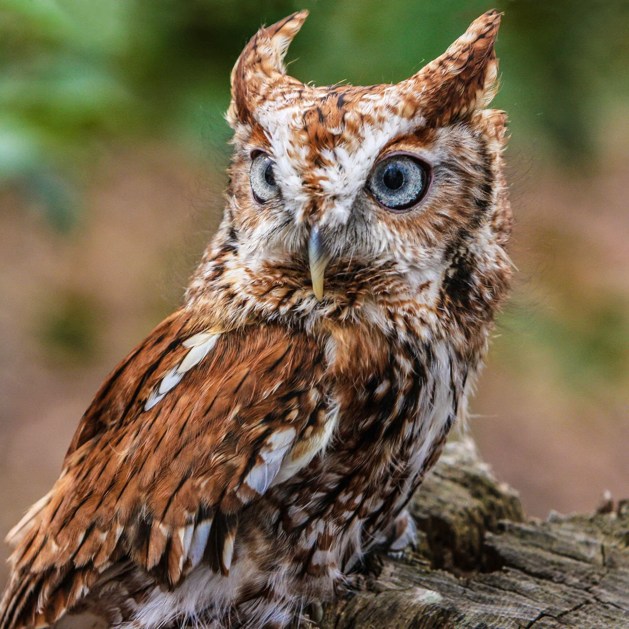 Bild: 9783959296540 | Magic Owls 2027 | Kalender 2027 | Kalender | Wonderful World | 28 S.