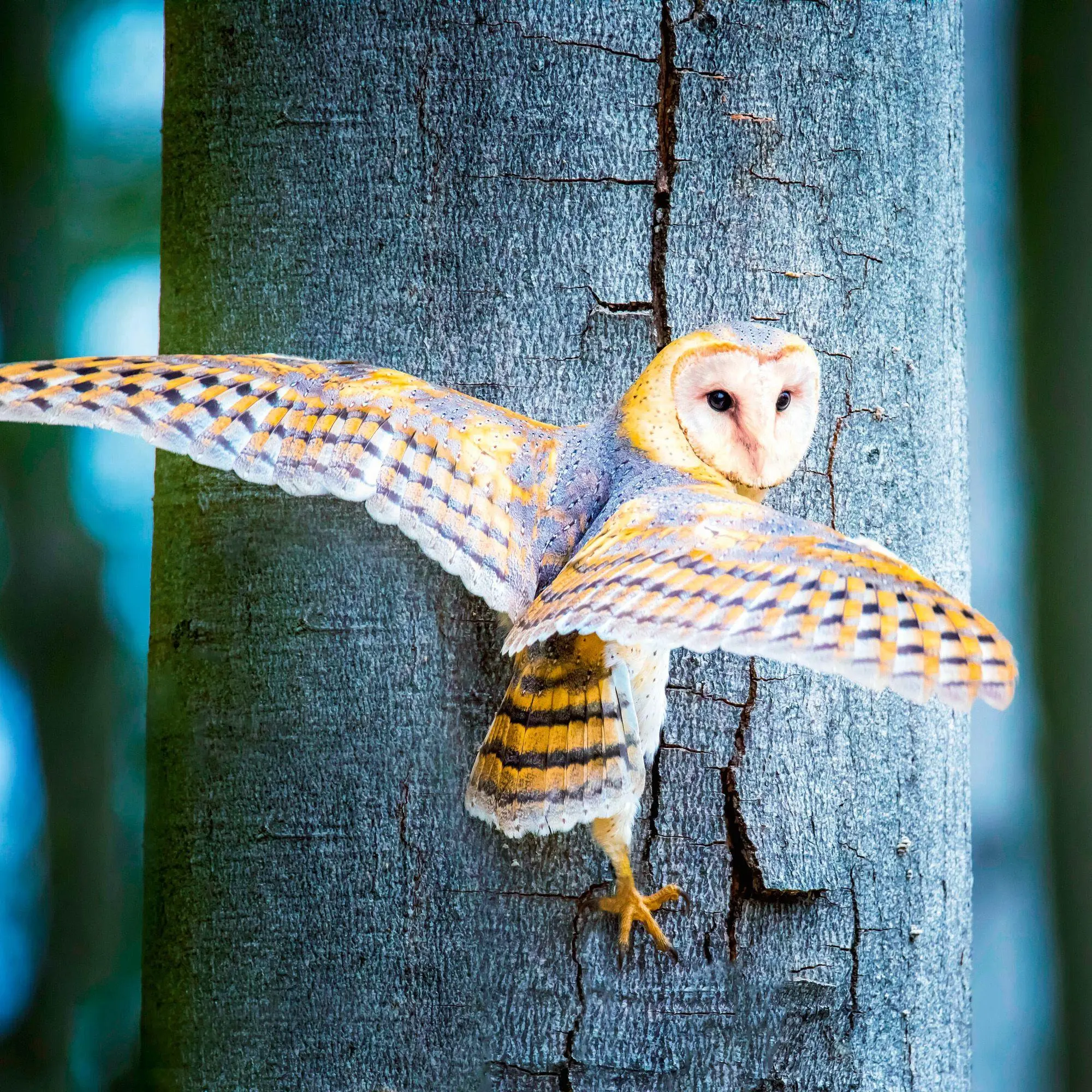 Bild: 9783959296540 | Magic Owls 2027 | Kalender 2027 | Kalender | Wonderful World | 28 S.