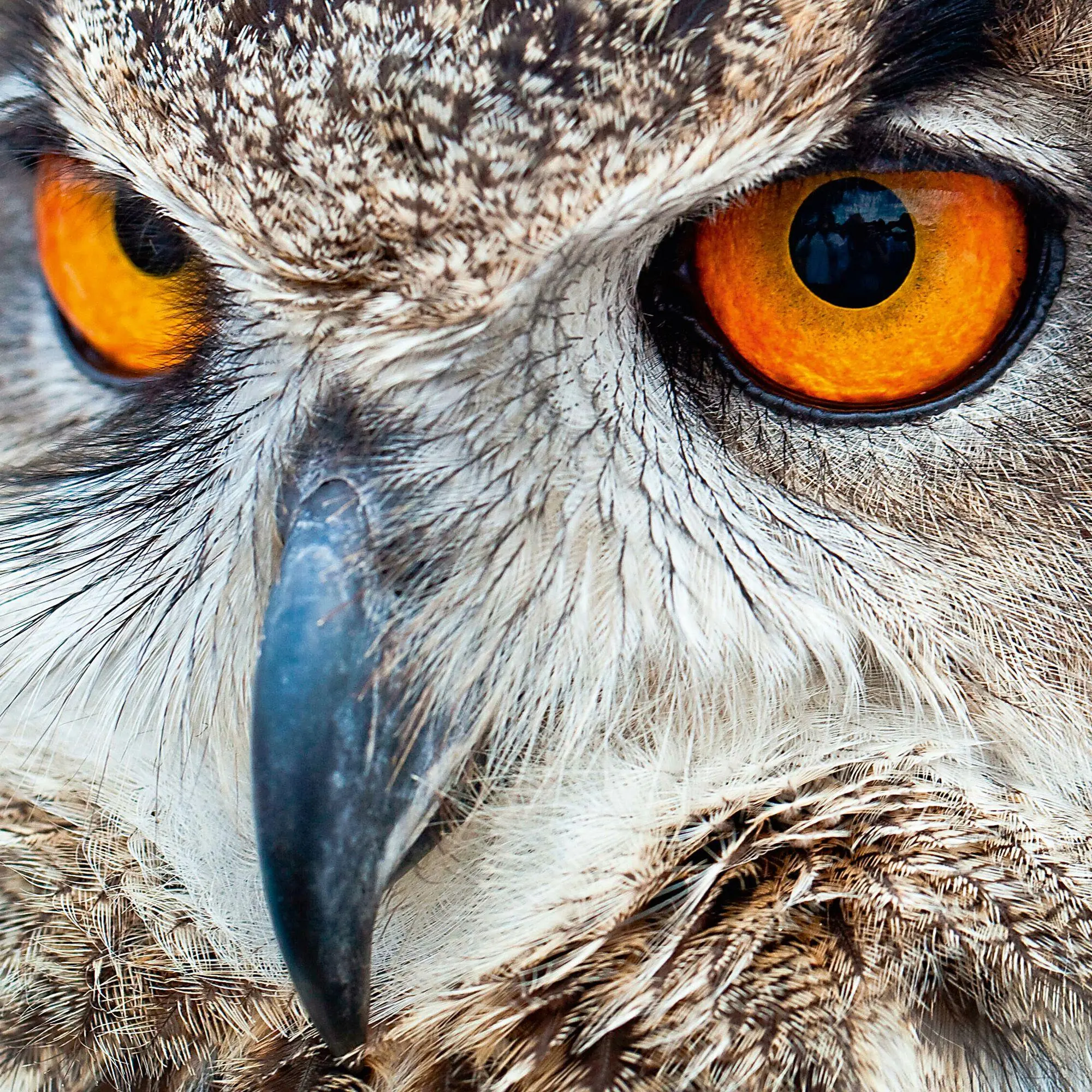 Bild: 9783959296540 | Magic Owls 2027 | Kalender 2027 | Kalender | Wonderful World | 28 S.