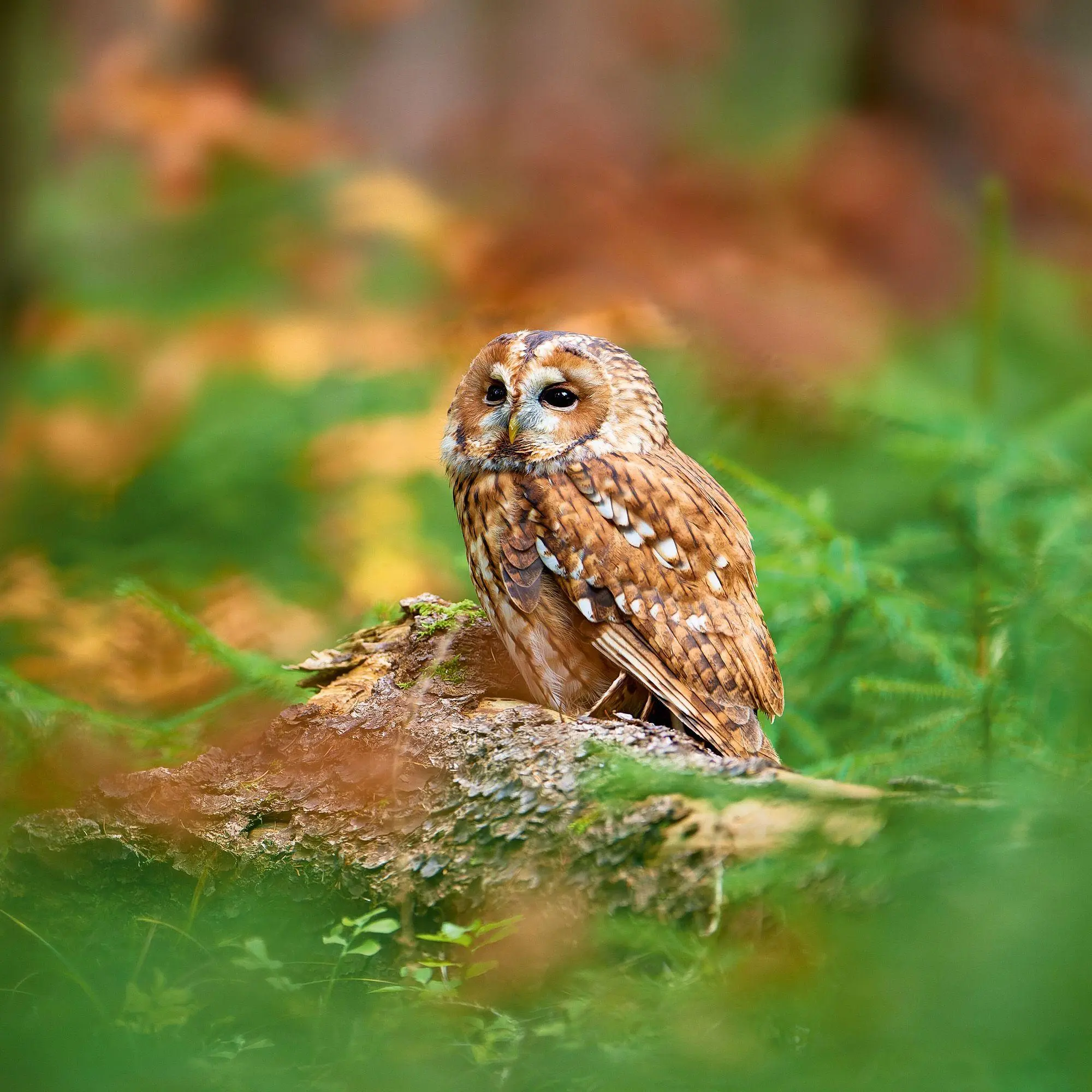 Bild: 9783959296540 | Magic Owls 2027 | Kalender 2027 | Kalender | Wonderful World | 28 S.
