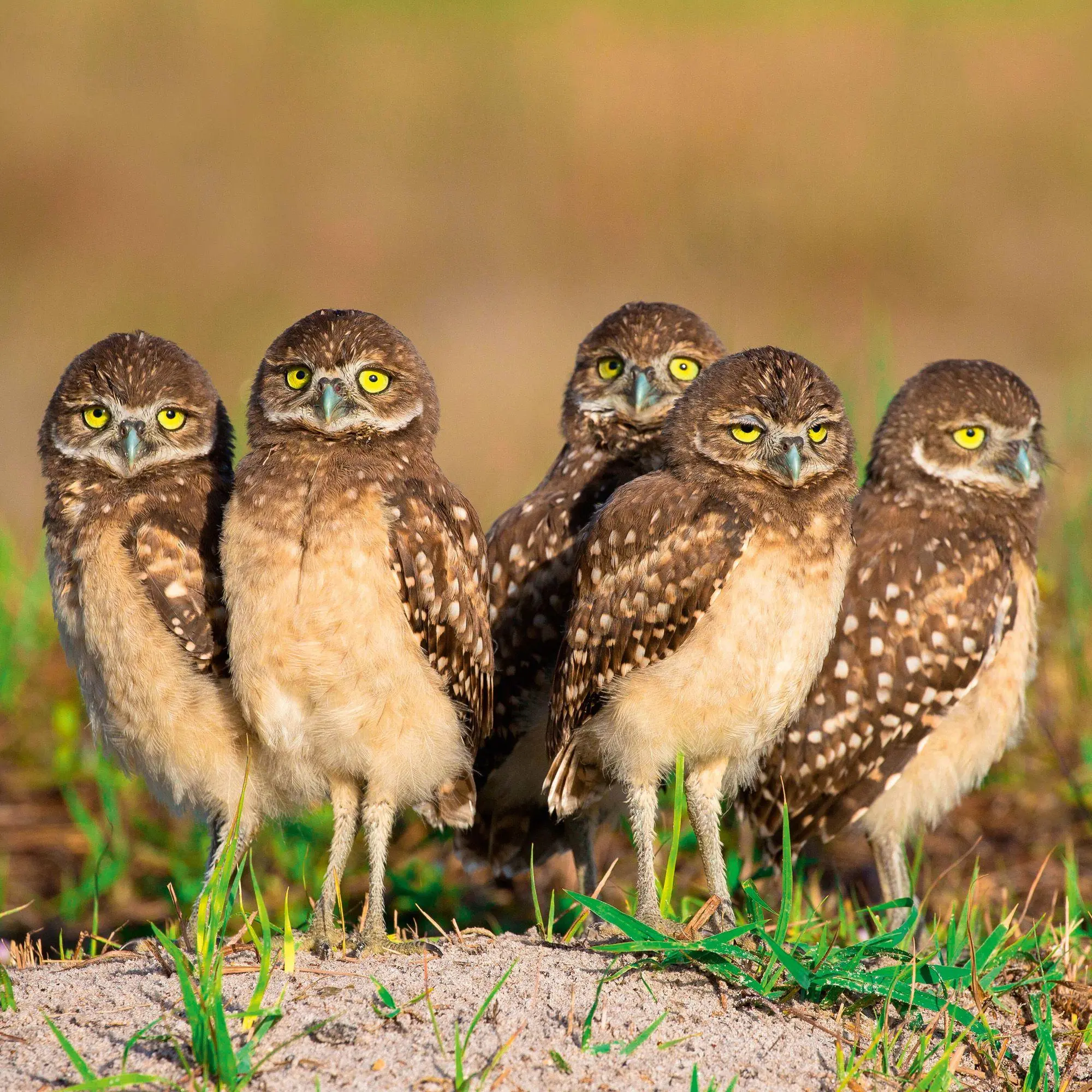 Bild: 9783959296540 | Magic Owls 2027 | Kalender 2027 | Kalender | Wonderful World | 28 S.