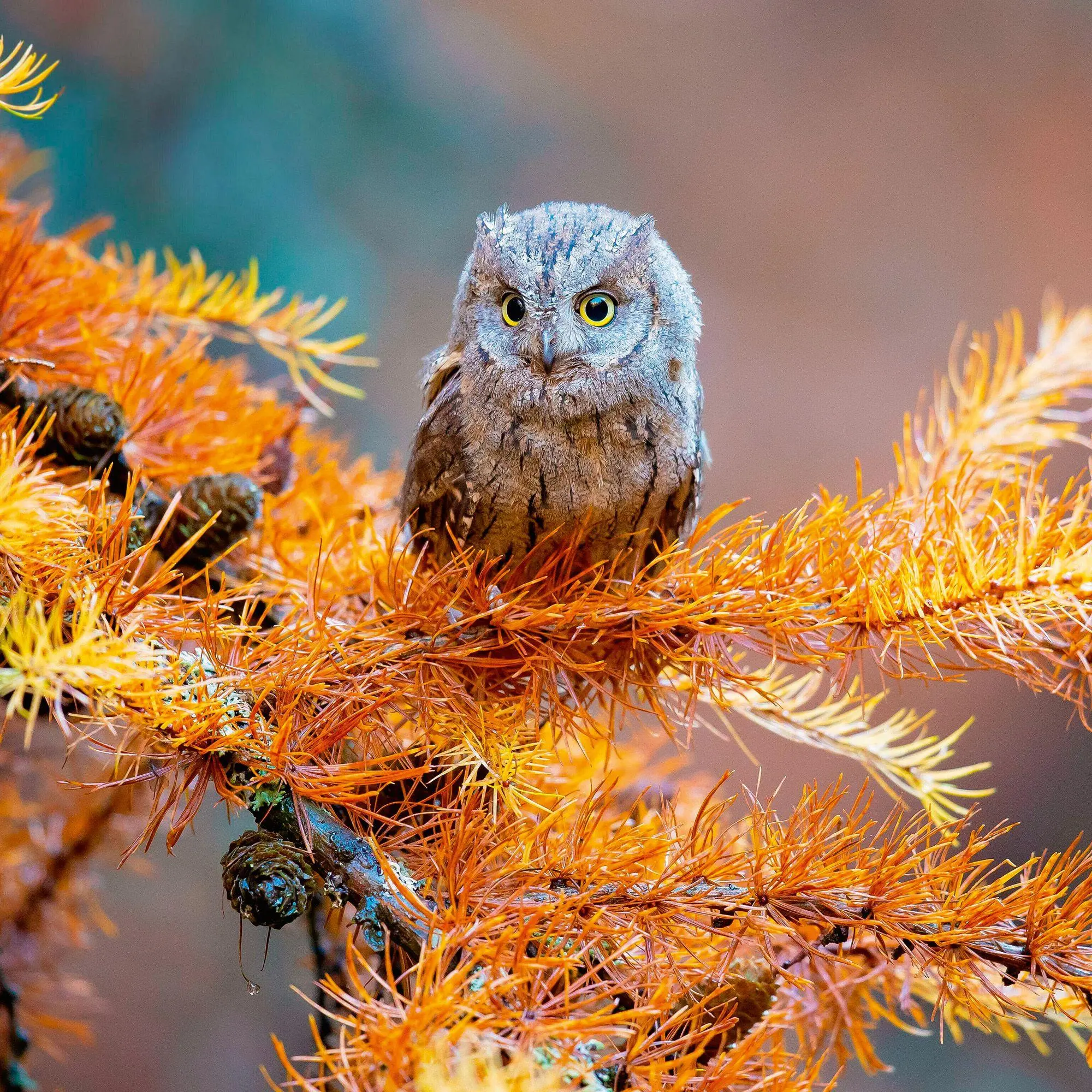 Bild: 9783959296540 | Magic Owls 2027 | Kalender 2027 | Kalender | Wonderful World | 28 S.
