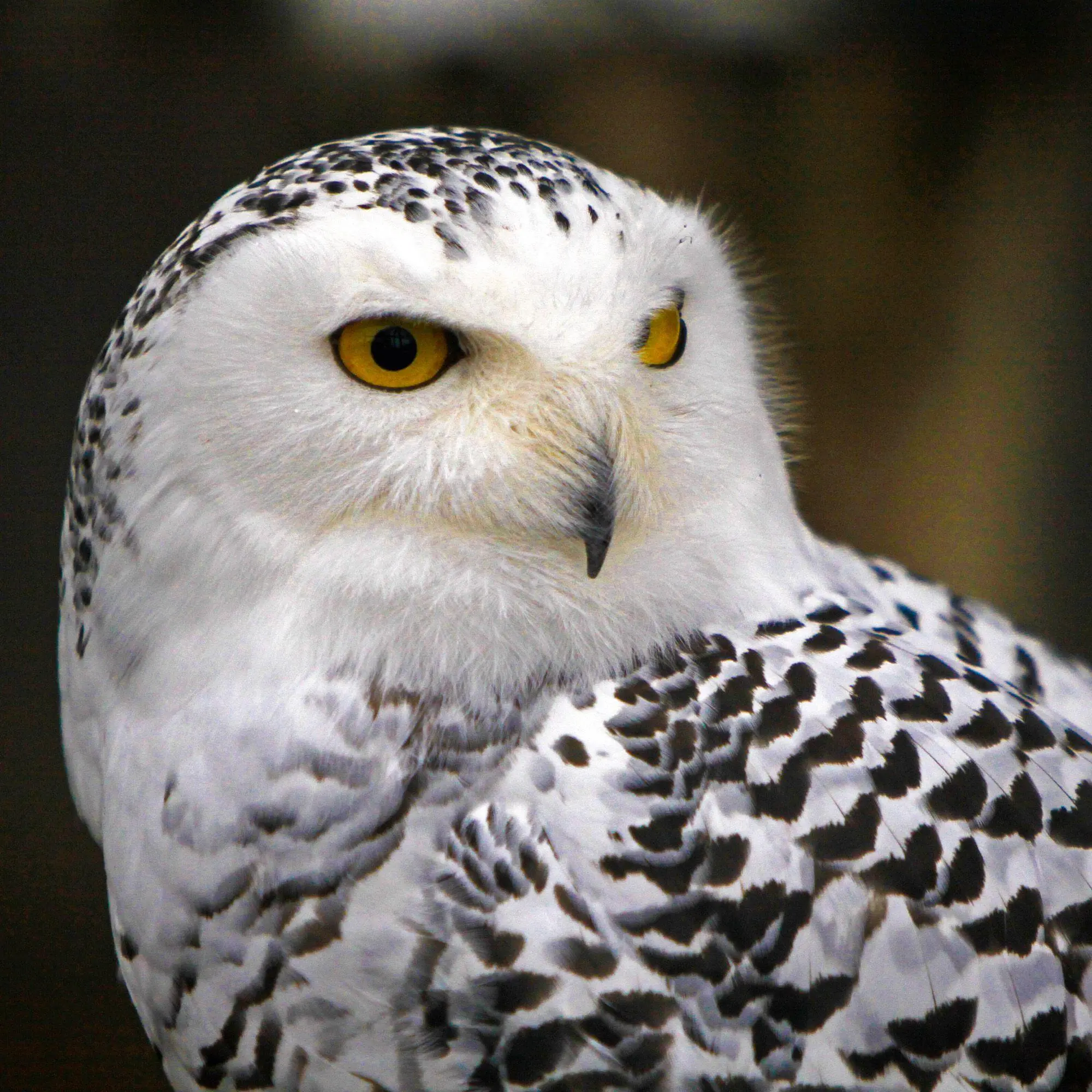 Bild: 9783959296540 | Magic Owls 2027 | Kalender 2027 | Kalender | Wonderful World | 28 S.