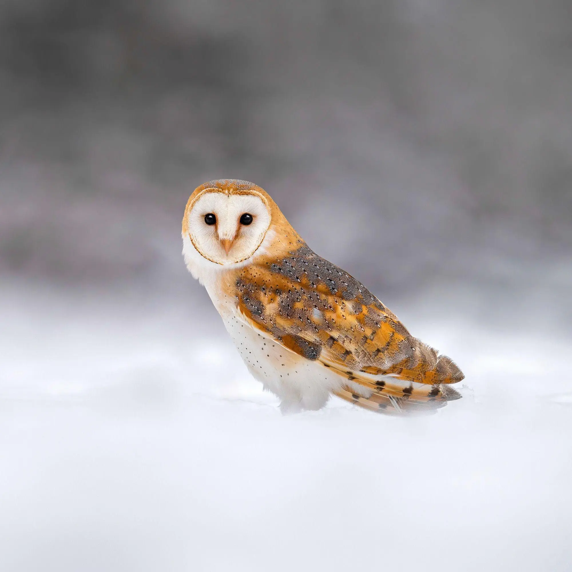 Bild: 9783959296540 | Magic Owls 2027 | Kalender 2027 | Kalender | Wonderful World | 28 S.