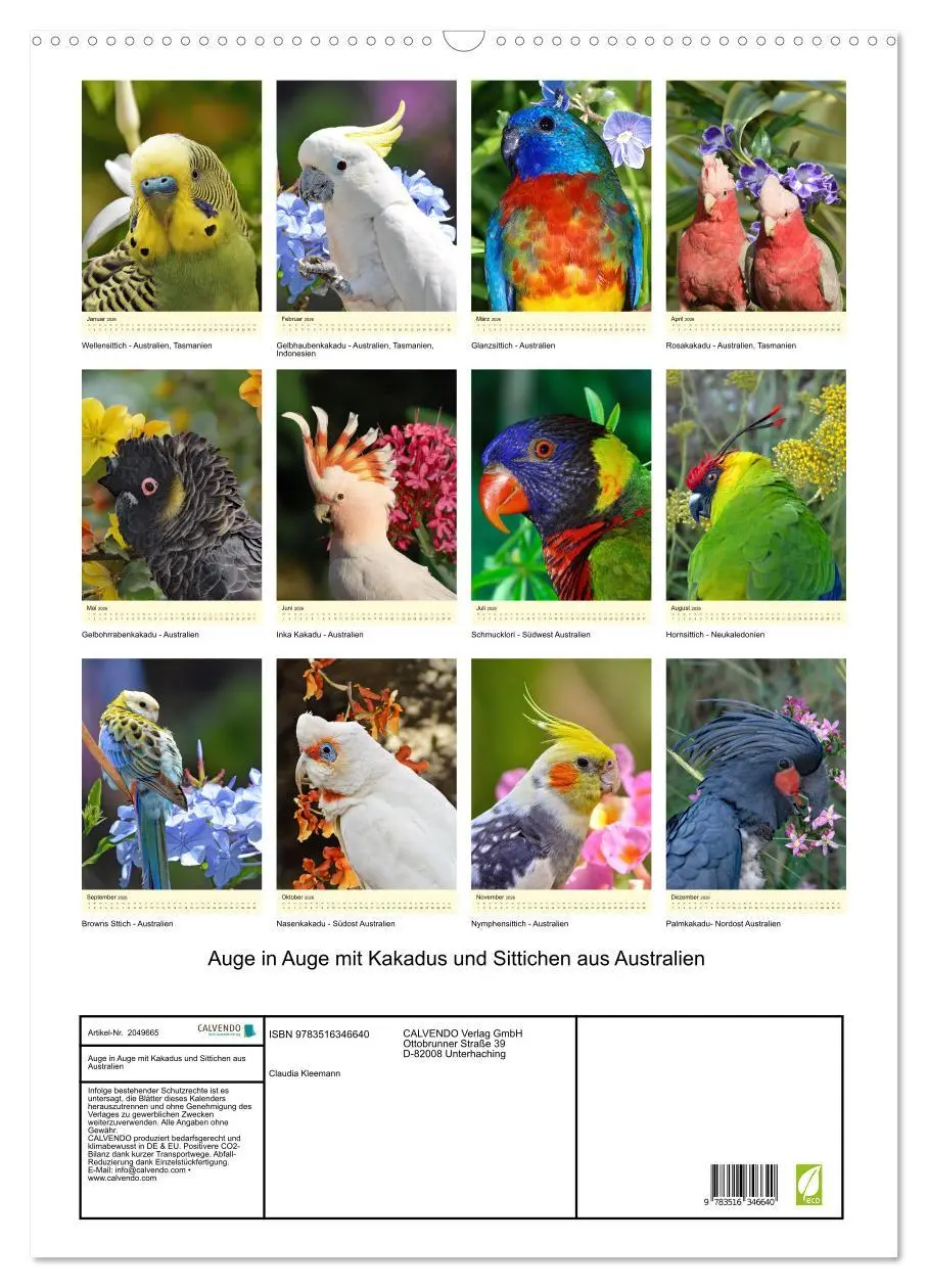 Bild: 9783516346640 | Auge in Auge mit Kakadus und Sittichen aus Australien (Wandkalender...