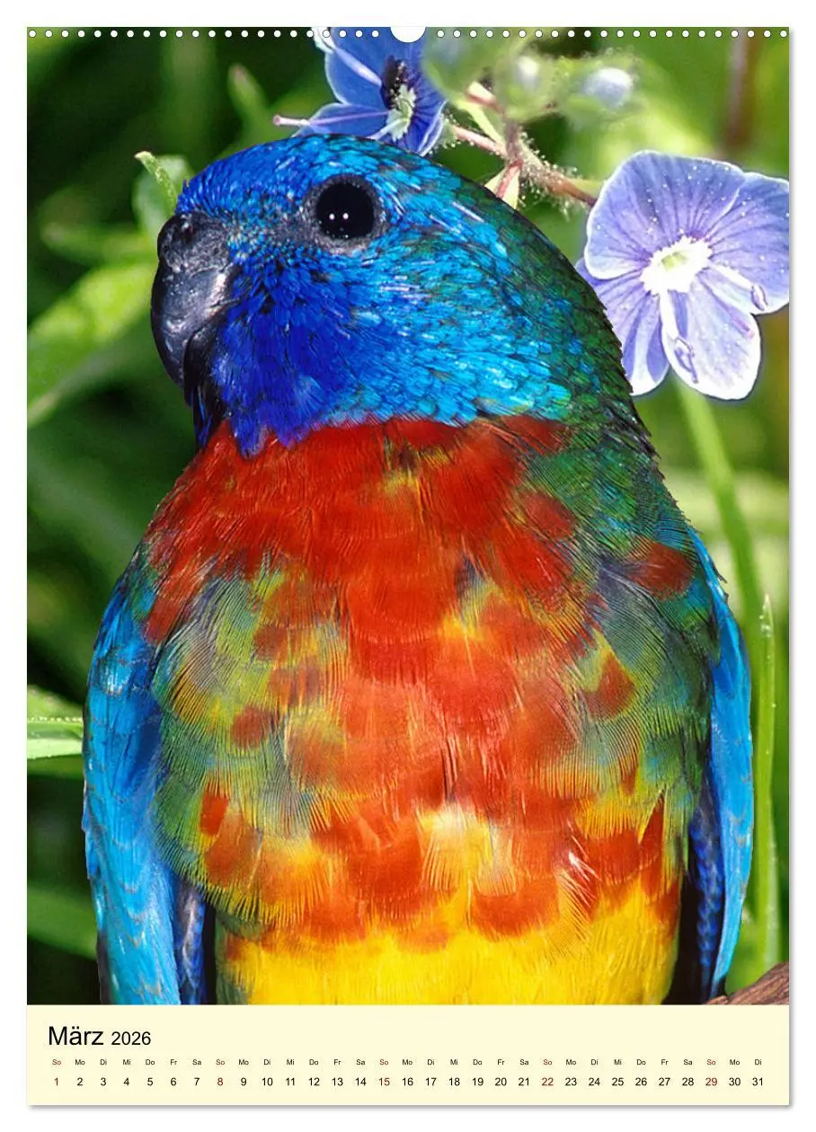 Bild: 9783516346640 | Auge in Auge mit Kakadus und Sittichen aus Australien (Wandkalender...
