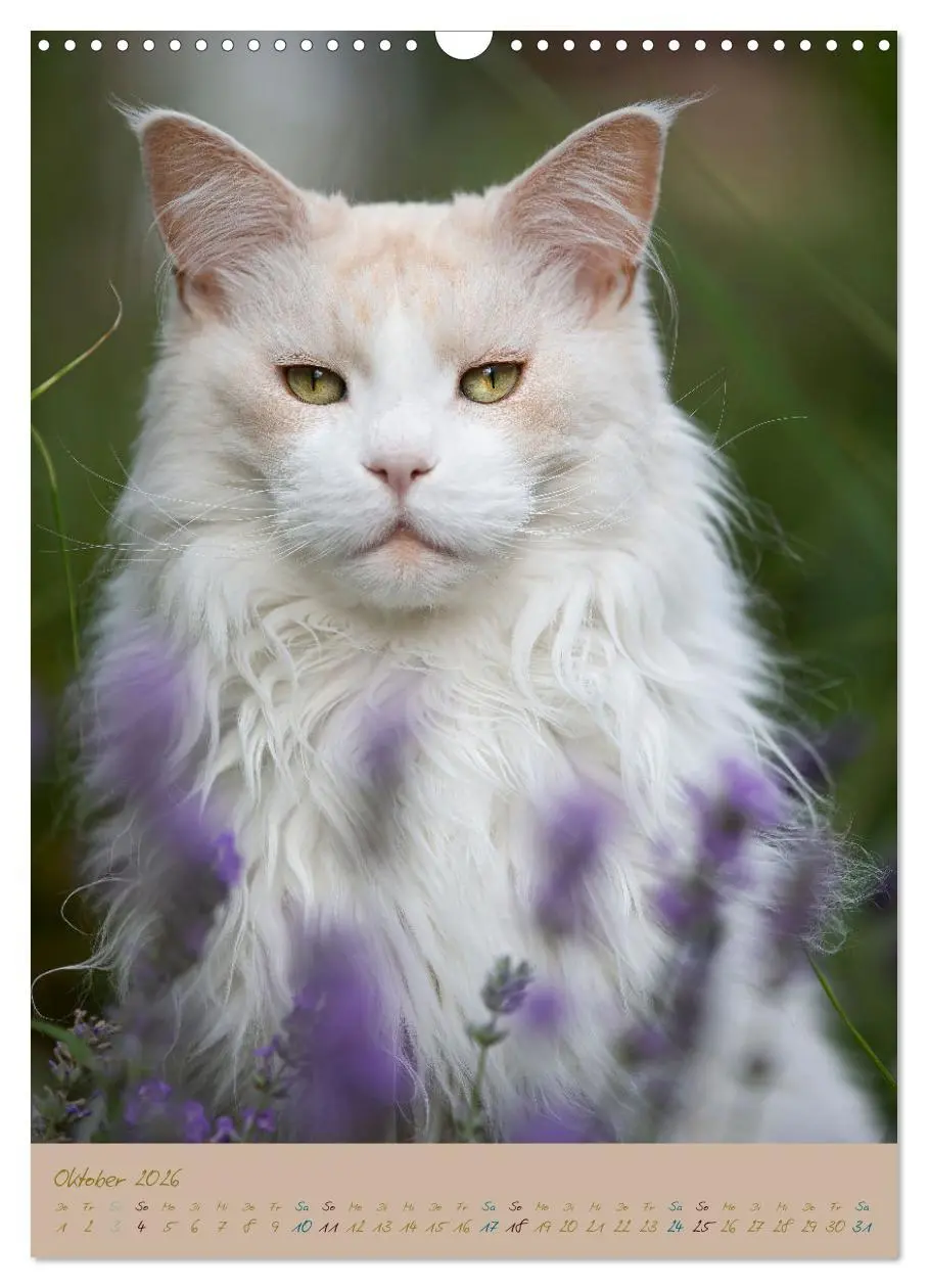 Bild: 9783516336740 | Plüschige Katzen im Garten (Wandkalender 2026 DIN A3 hoch),...
