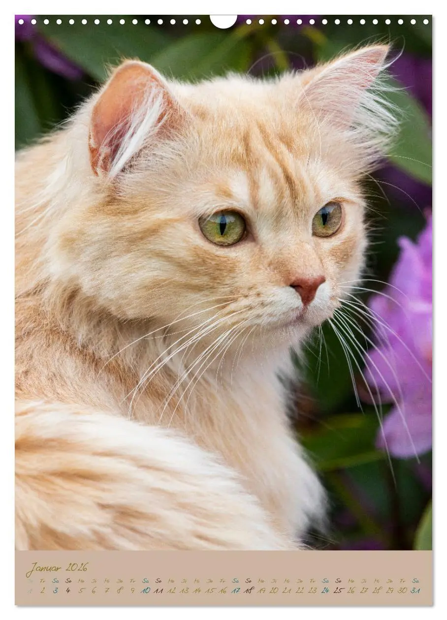 Bild: 9783516336740 | Plüschige Katzen im Garten (Wandkalender 2026 DIN A3 hoch),...
