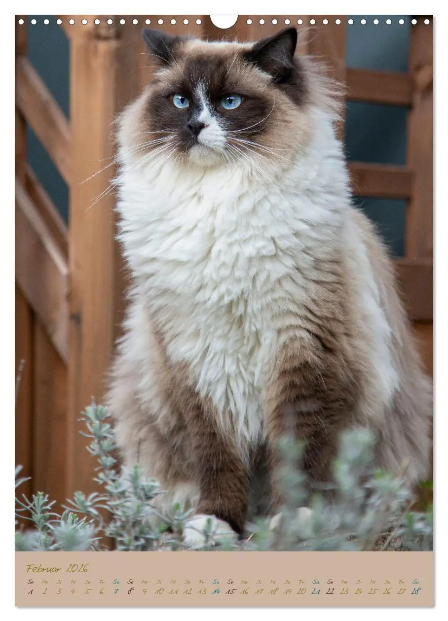Bild: 9783516336740 | Plüschige Katzen im Garten (Wandkalender 2026 DIN A3 hoch),...