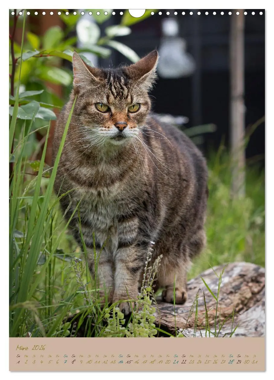Bild: 9783516336740 | Plüschige Katzen im Garten (Wandkalender 2026 DIN A3 hoch),...