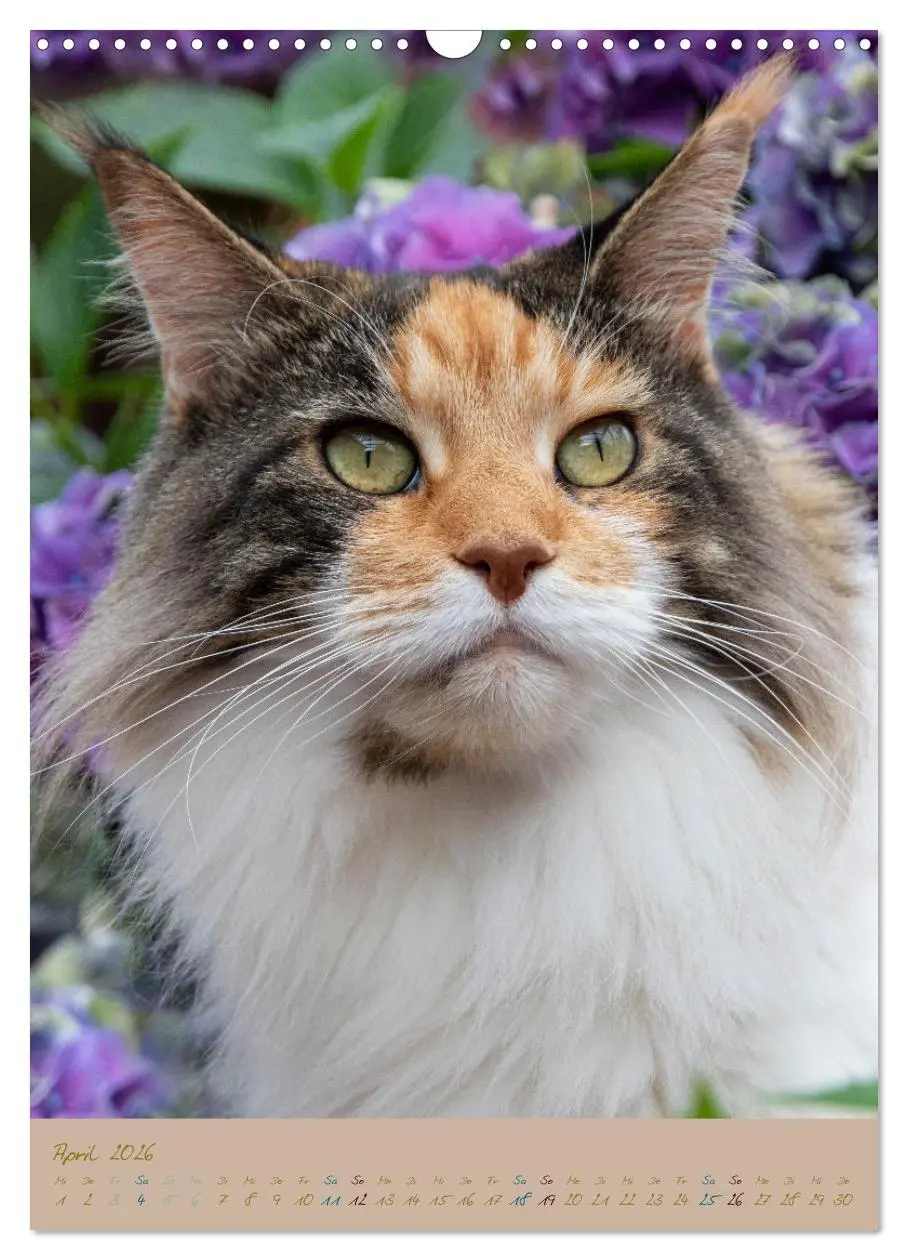 Bild: 9783516336740 | Plüschige Katzen im Garten (Wandkalender 2026 DIN A3 hoch),...