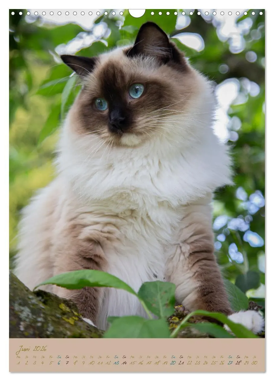 Bild: 9783516336740 | Plüschige Katzen im Garten (Wandkalender 2026 DIN A3 hoch),...