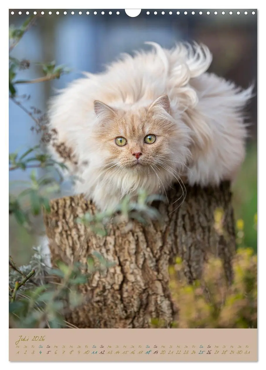 Bild: 9783516336740 | Plüschige Katzen im Garten (Wandkalender 2026 DIN A3 hoch),...