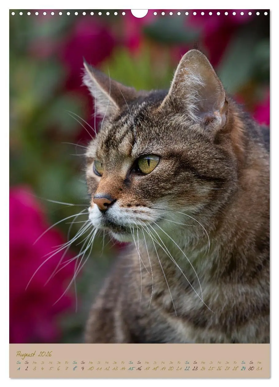 Bild: 9783516336740 | Plüschige Katzen im Garten (Wandkalender 2026 DIN A3 hoch),...