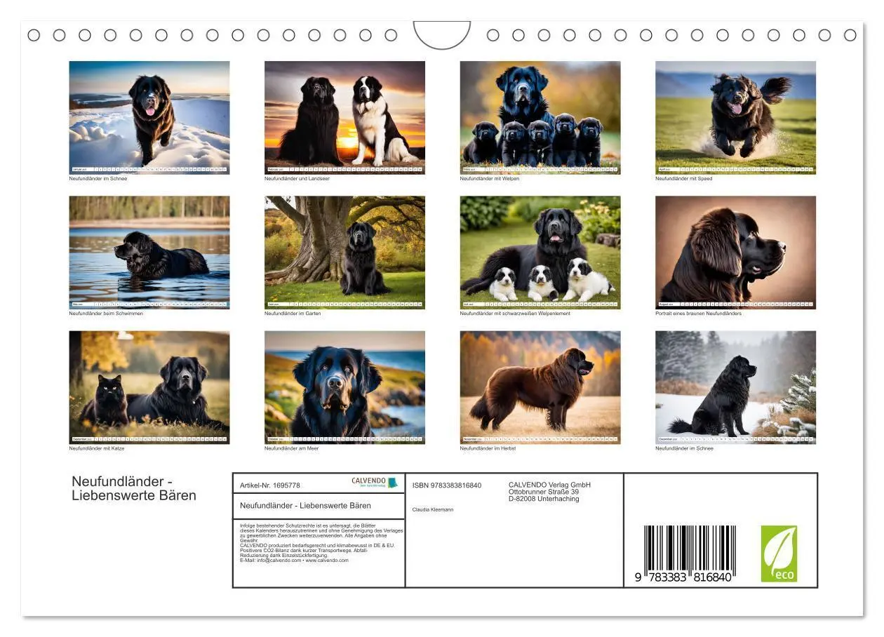 Bild: 9783383816840 | Neufundländer - Liebenswerte Bären (Wandkalender 2025 DIN A4 quer),...