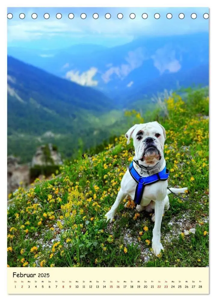 Bild: 9783435906840 | Weißer BOXER im Urlaub (Tischkalender 2025 DIN A5 hoch), CALVENDO...