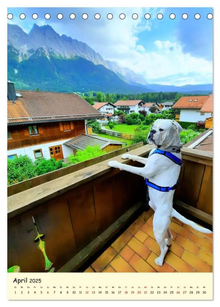 Bild: 9783435906840 | Weißer BOXER im Urlaub (Tischkalender 2025 DIN A5 hoch), CALVENDO...