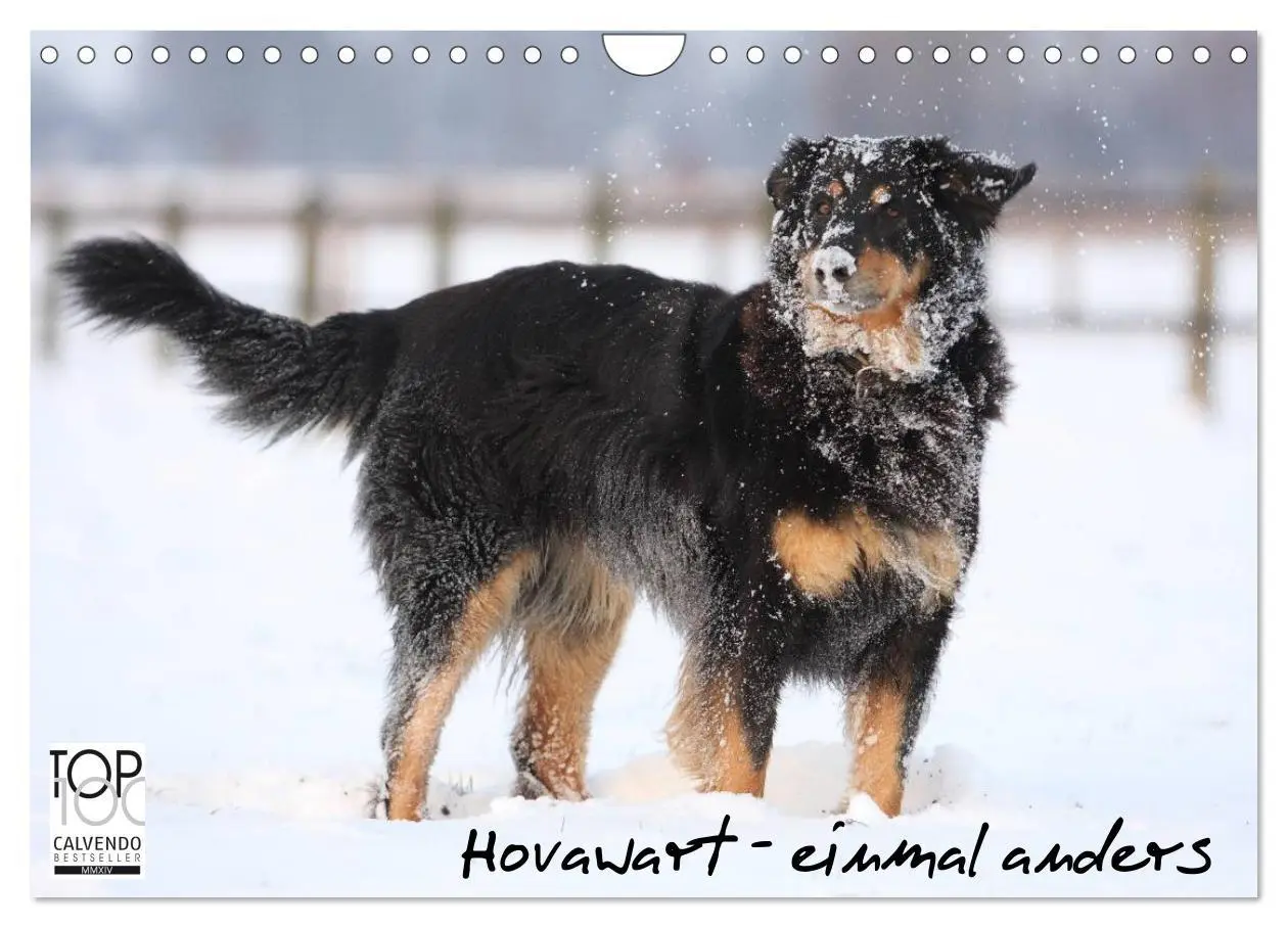Cover: 9783516186840 | Hovawarte - einmal anders (Wandkalender 2026 DIN A4 quer), CALVENDO...