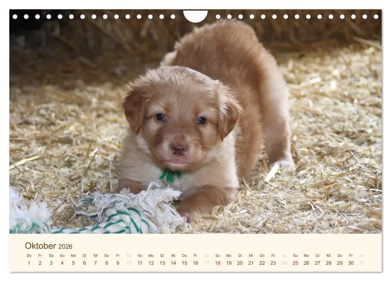 Bild: 9783516186840 | Hovawarte - einmal anders (Wandkalender 2026 DIN A4 quer), CALVENDO...