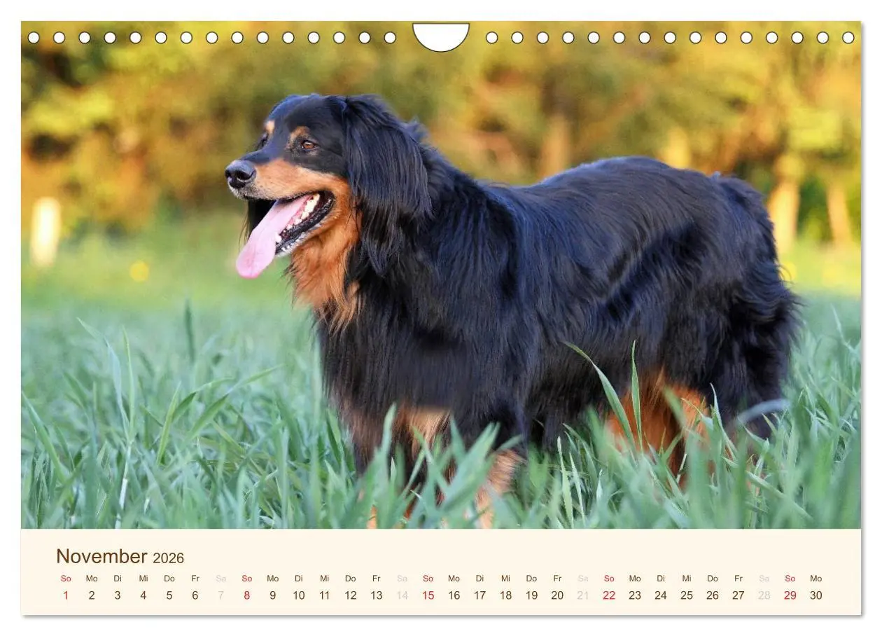 Bild: 9783516186840 | Hovawarte - einmal anders (Wandkalender 2026 DIN A4 quer), CALVENDO...