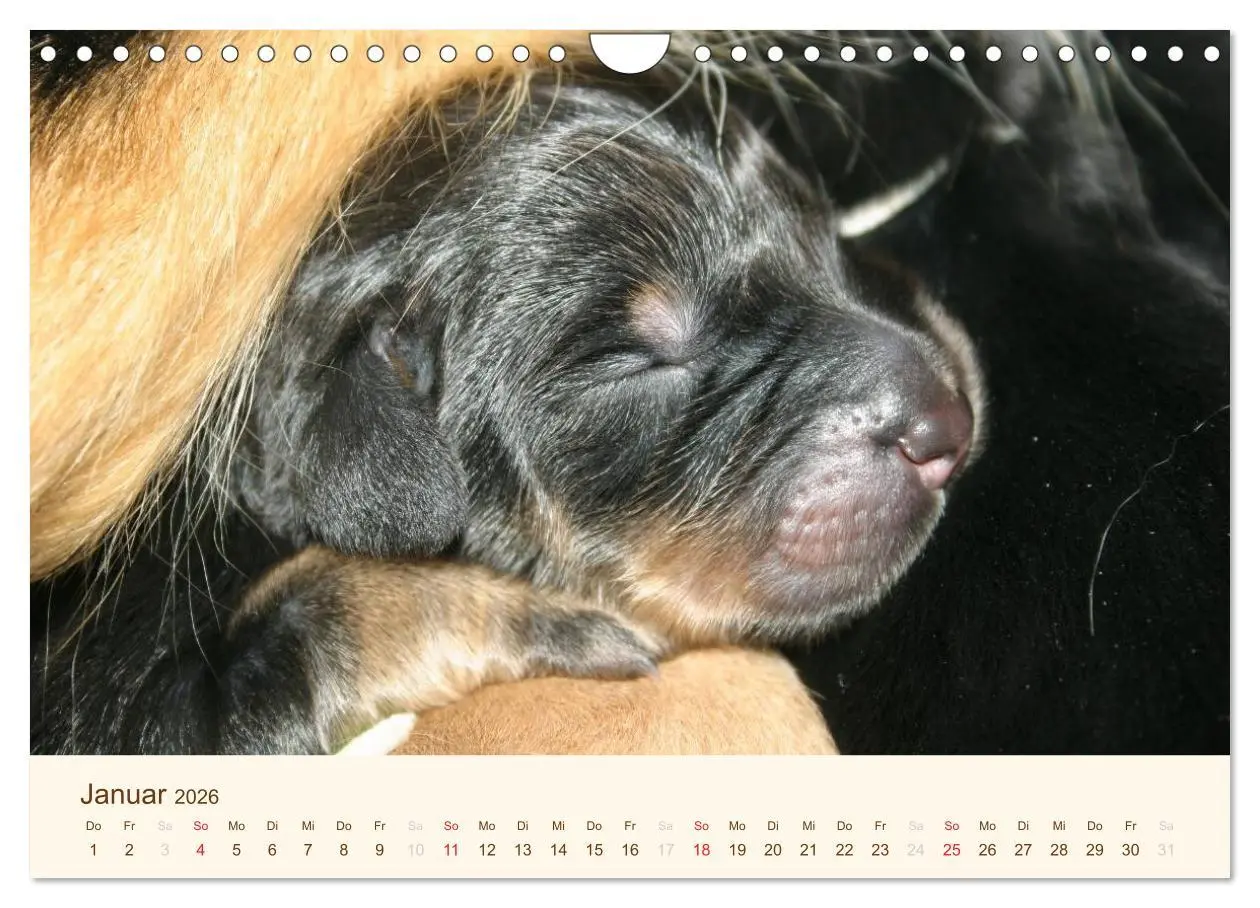 Bild: 9783516186840 | Hovawarte - einmal anders (Wandkalender 2026 DIN A4 quer), CALVENDO...