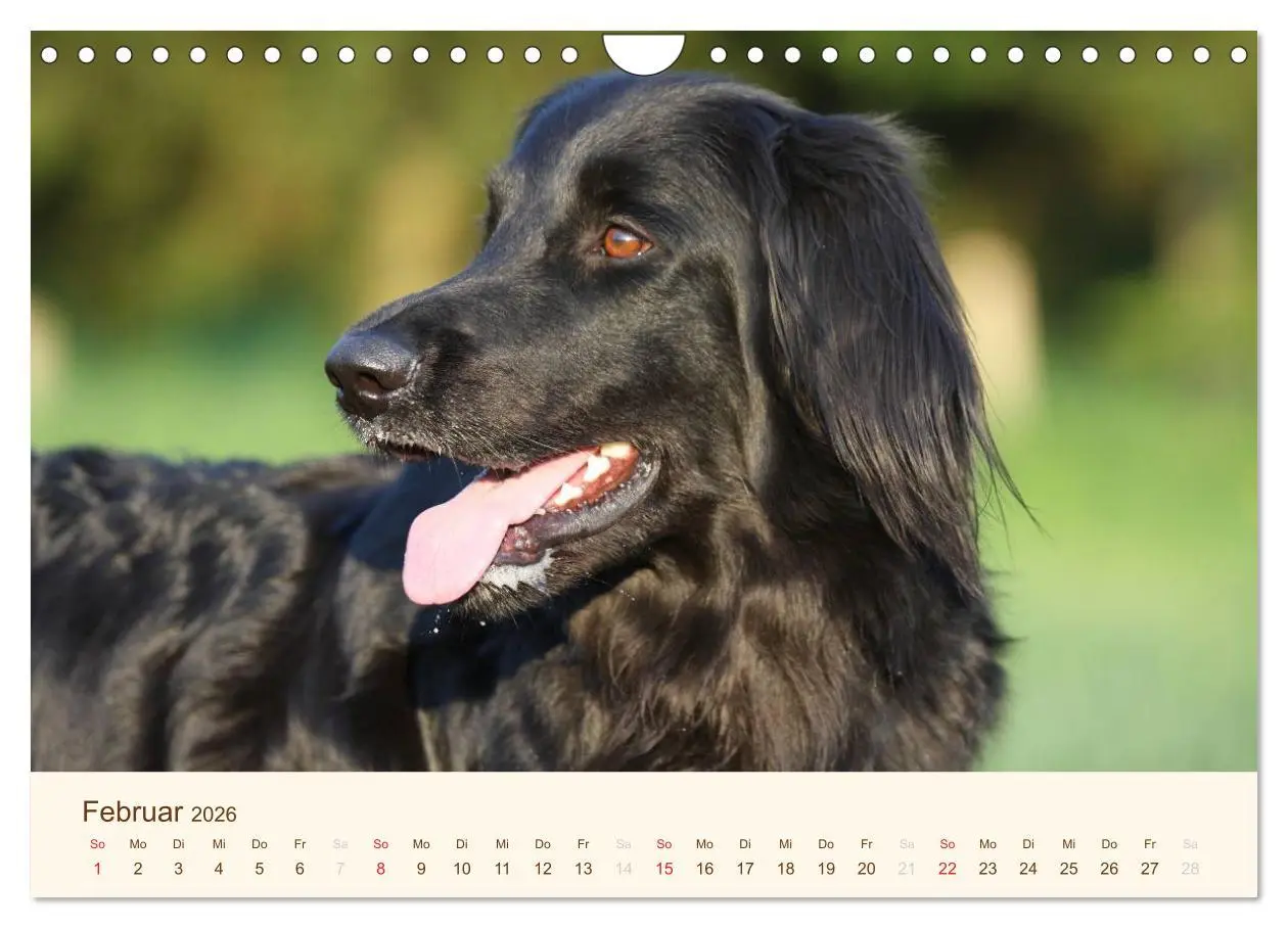 Bild: 9783516186840 | Hovawarte - einmal anders (Wandkalender 2026 DIN A4 quer), CALVENDO...