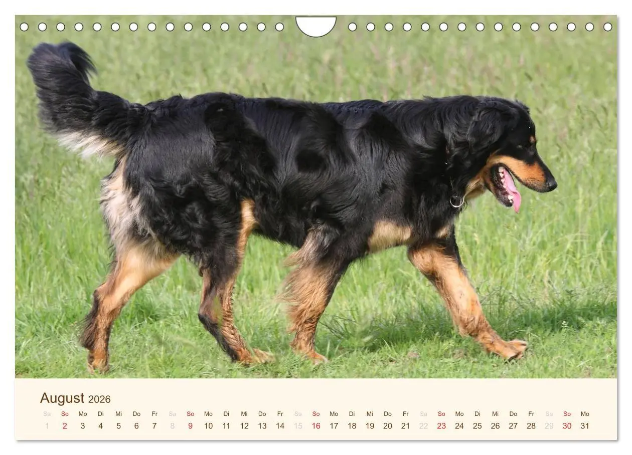 Bild: 9783516186840 | Hovawarte - einmal anders (Wandkalender 2026 DIN A4 quer), CALVENDO...