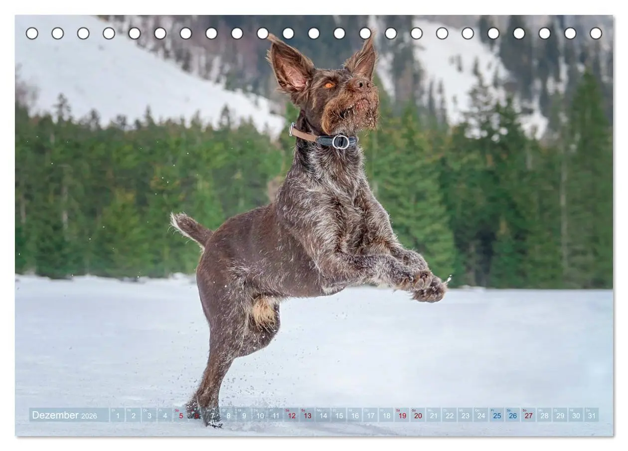 Bild: 9783457776940 | Deutsch Drahthaar - Ein Jahr mit Max (Tischkalender 2026 DIN A5...