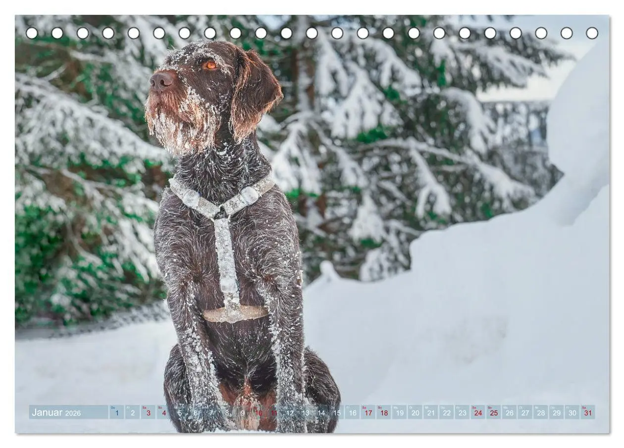 Bild: 9783457776940 | Deutsch Drahthaar - Ein Jahr mit Max (Tischkalender 2026 DIN A5...