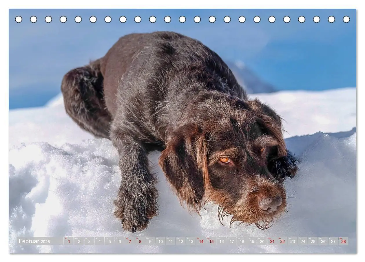 Bild: 9783457776940 | Deutsch Drahthaar - Ein Jahr mit Max (Tischkalender 2026 DIN A5...