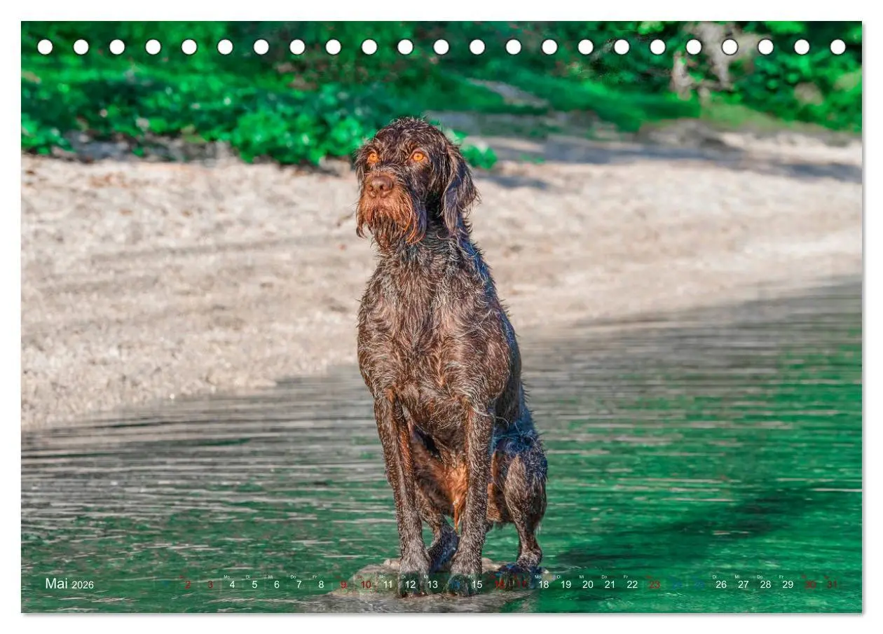 Bild: 9783457776940 | Deutsch Drahthaar - Ein Jahr mit Max (Tischkalender 2026 DIN A5...