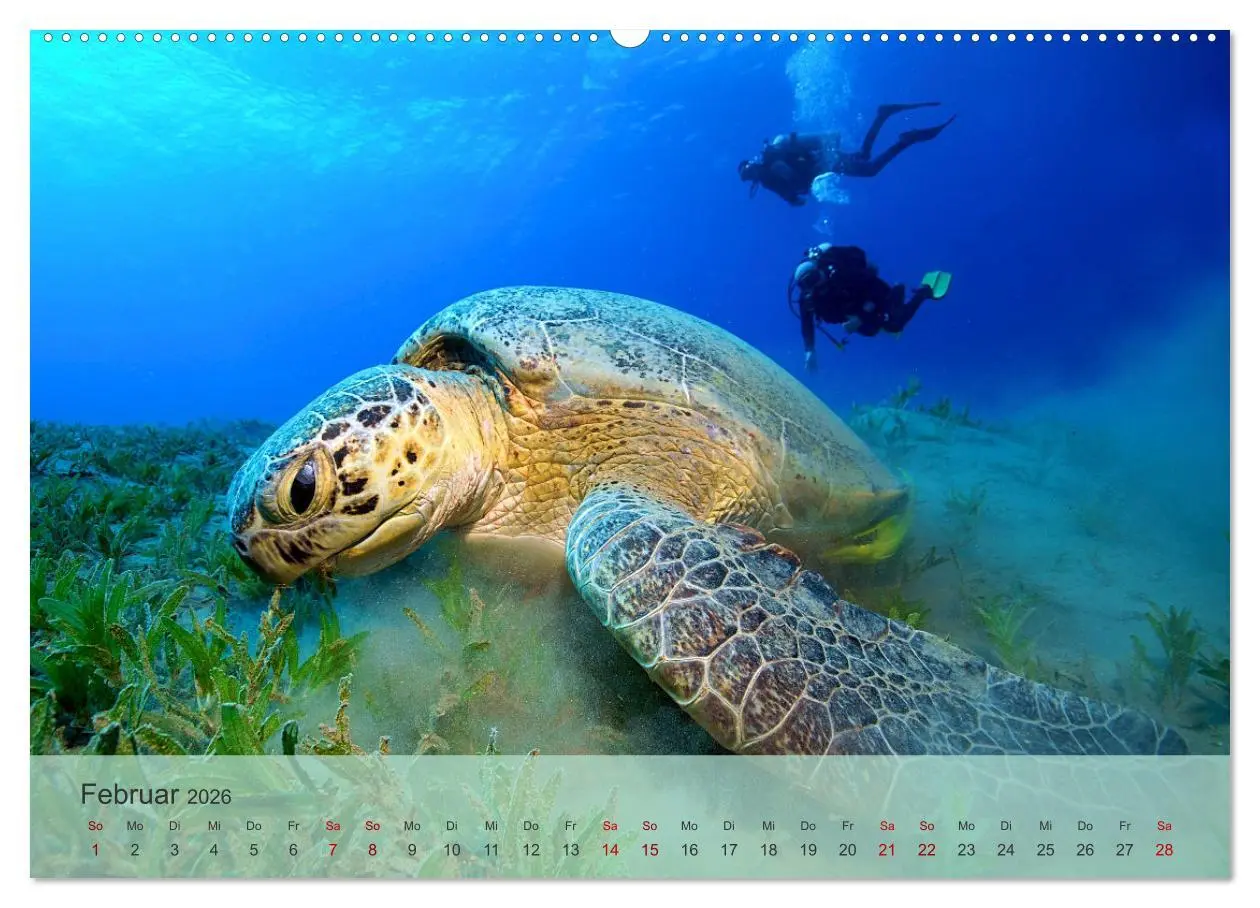 Bild: 9783457597040 | Erlebnis Tauchen - faszinierende Unterwasserwelt (Wandkalender 2026...