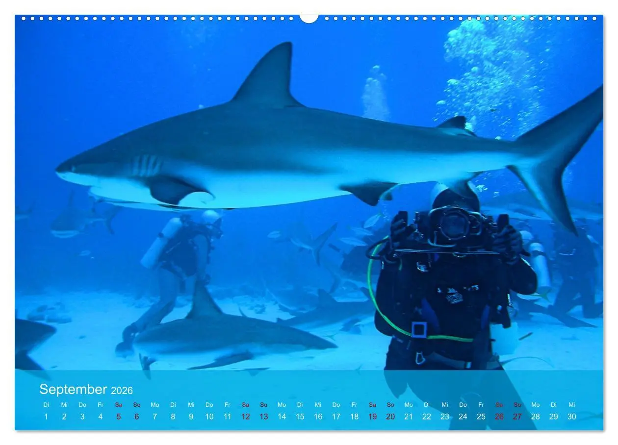 Bild: 9783457597040 | Erlebnis Tauchen - faszinierende Unterwasserwelt (Wandkalender 2026...