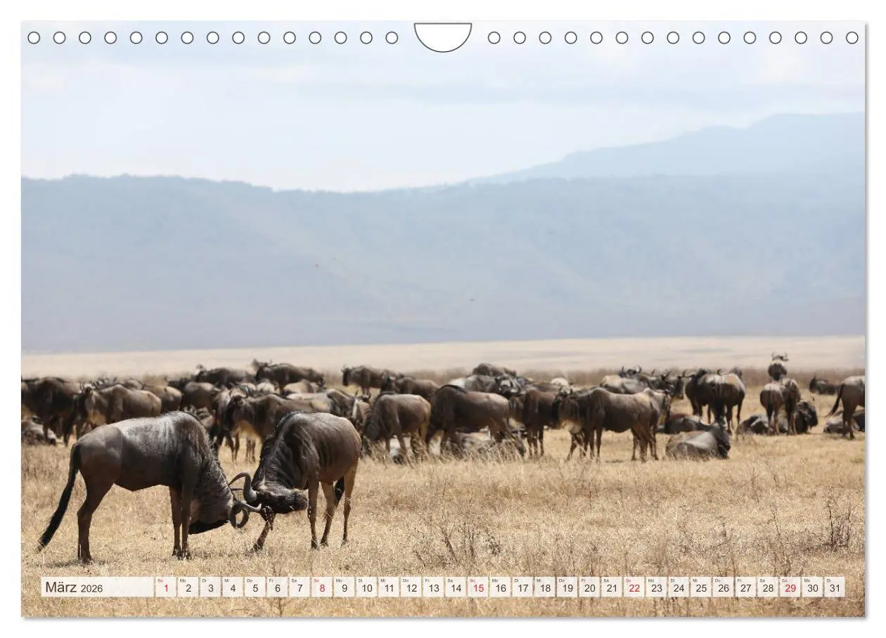 Bild: 9783457977040 | Tansania - Durch die Nationalparks Ostafrikas (Wandkalender 2026...