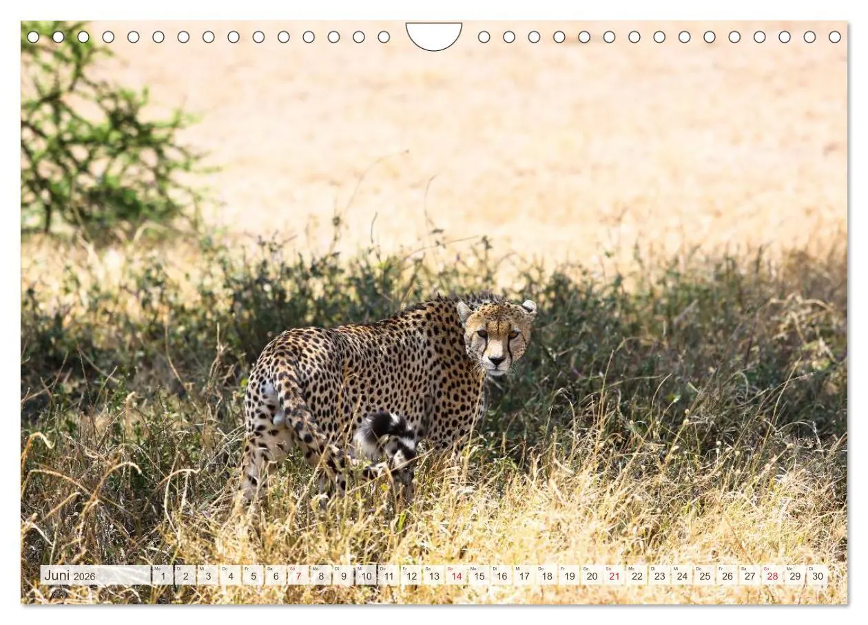 Bild: 9783457977040 | Tansania - Durch die Nationalparks Ostafrikas (Wandkalender 2026...