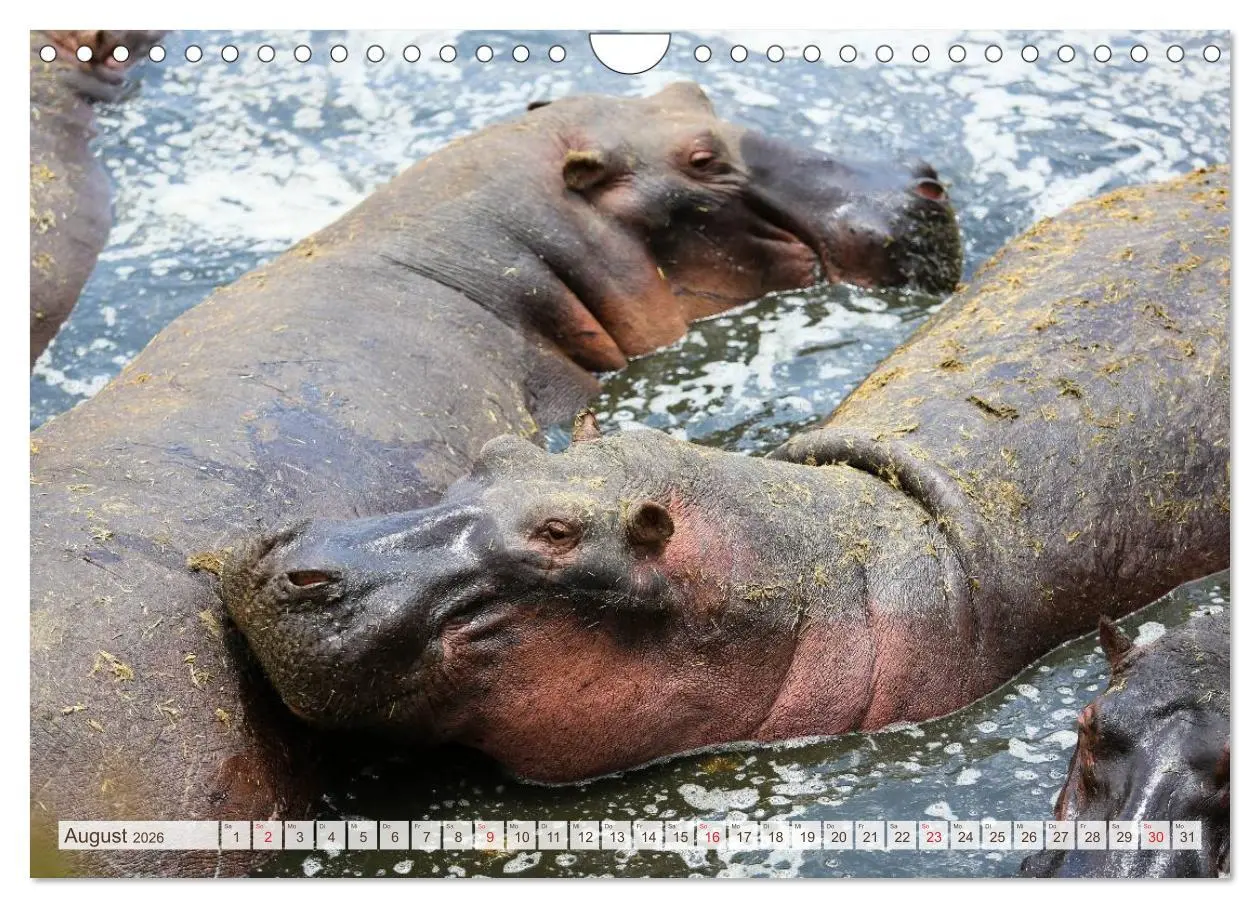 Bild: 9783457977040 | Tansania - Durch die Nationalparks Ostafrikas (Wandkalender 2026...