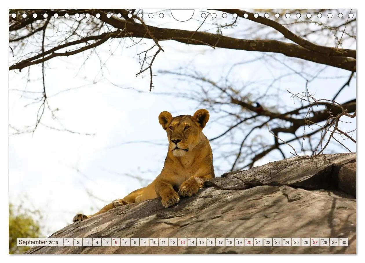 Bild: 9783457977040 | Tansania - Durch die Nationalparks Ostafrikas (Wandkalender 2026...
