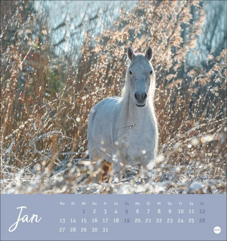 Bild: 9783756407040 | Pferde Postkartenkalender 2025 - Starke Freunde | Sabine Stuewer