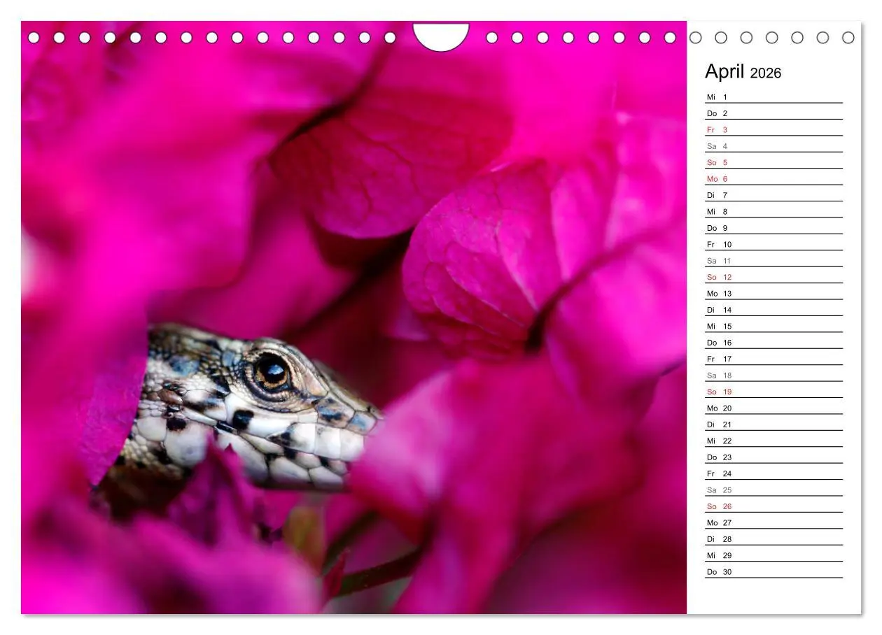Bild: 9783457727140 | Wildromatisches Korsika (Wandkalender 2026 DIN A4 quer), CALVENDO...